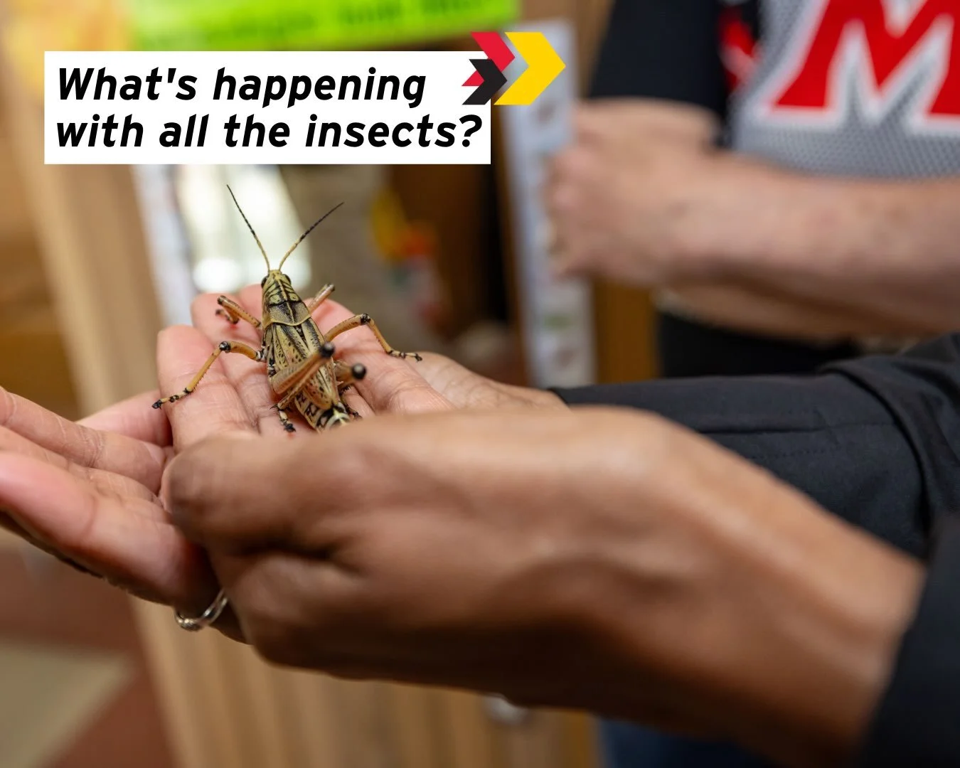 What's happening with all the insects?

A 2018 article from the New York Times declared an insect apocalypse, suggesting an incoming catastrophe for our planet. But is this true?

Learn how insects evolved, about global change in their populations an