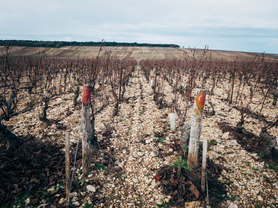 Vineyards of Chablis