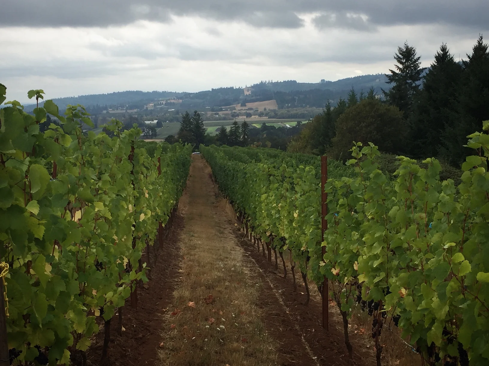 Rainy day collecting vineyard samples. Here's Lia's vineyard which y'all know from Patty Greene.