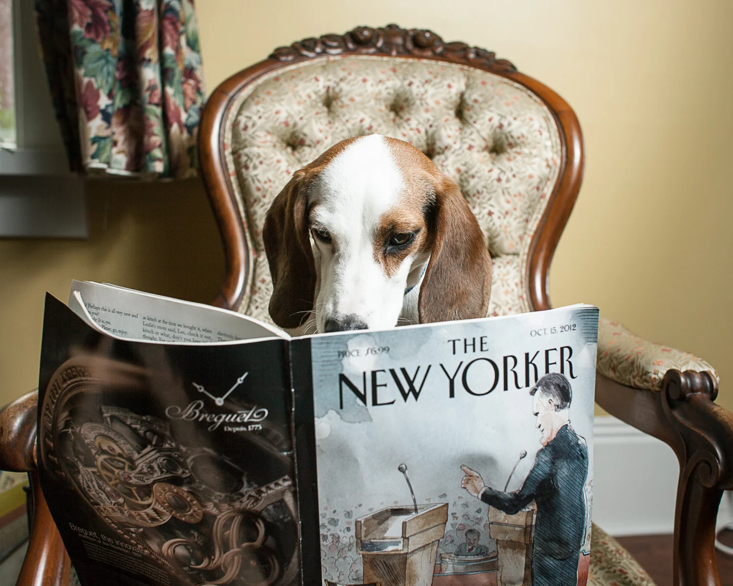 Super Pet Photo Shoot Deposit