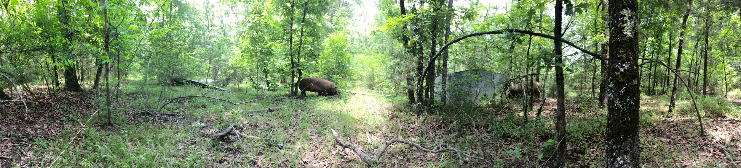 where the sows live now