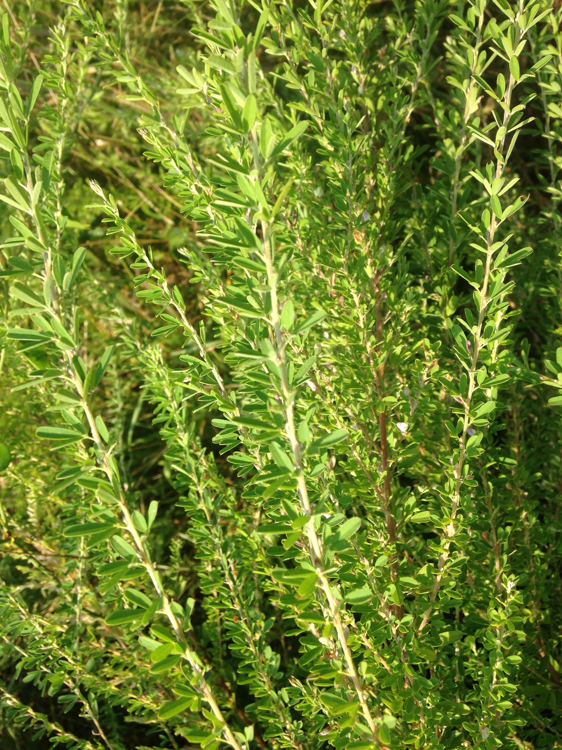Sericea Lespedeza