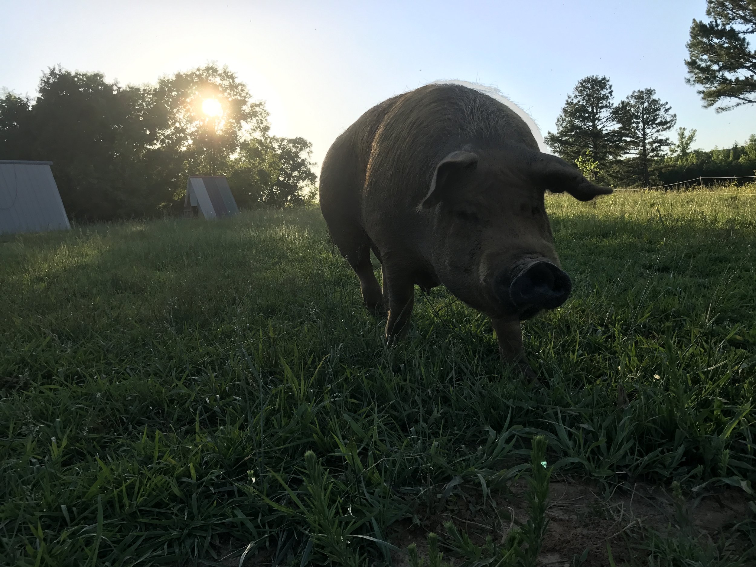 In honor of mother's day, we offer a hearty salute to Stella, one of our most experienced and capable farm mothers!
