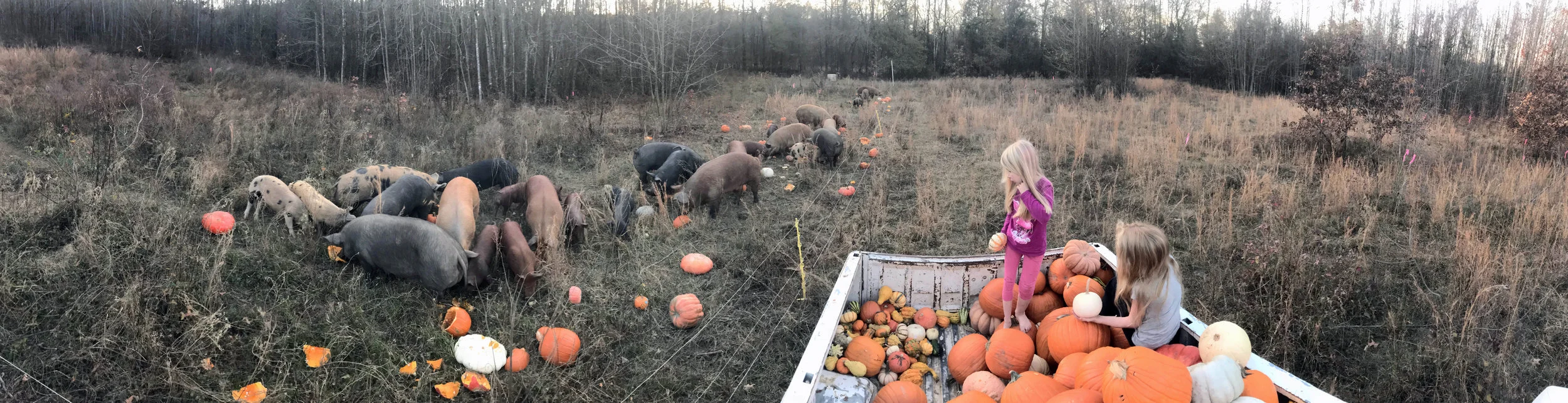feeding pumpkins 2017.jpg