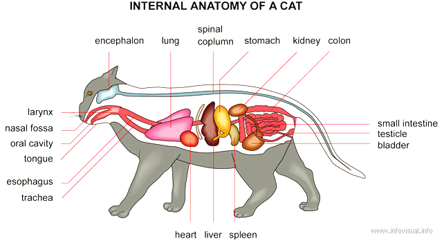 anatomy_cat.gif