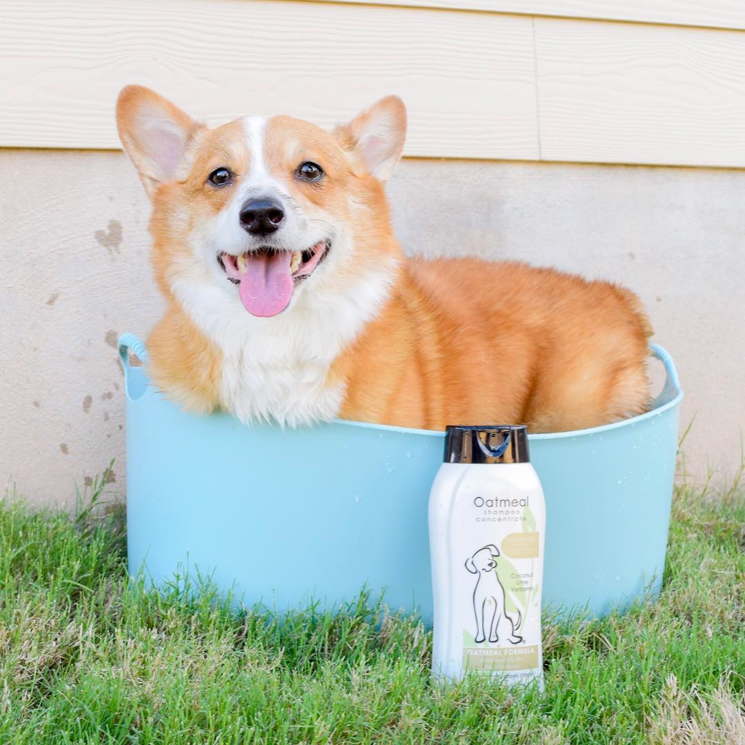 @nixonthecorgi