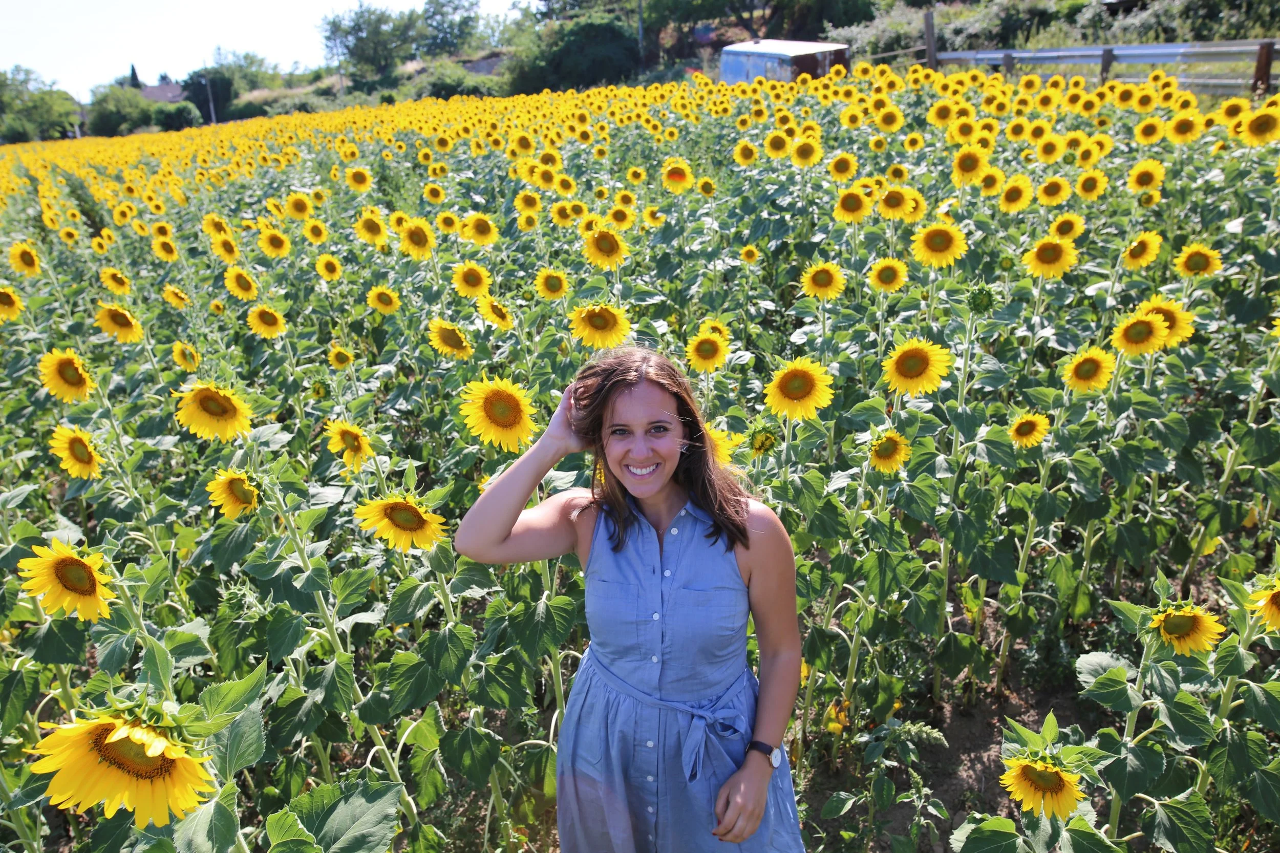 In the sunflower seeds in Provence