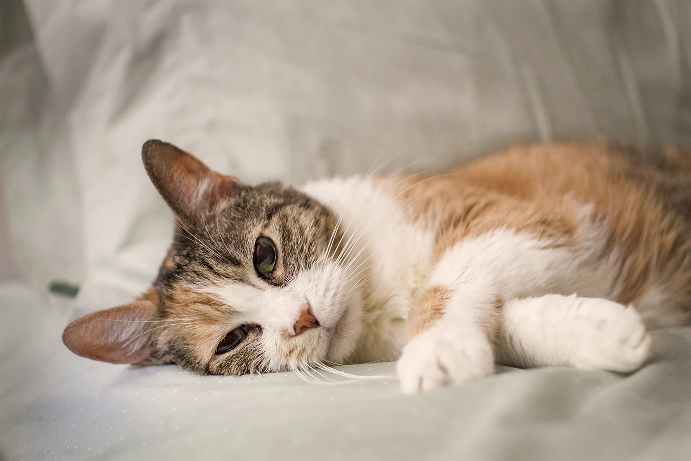 This little lady. Pouncer was a part of my life for many years and she was the best! I miss her terribly.