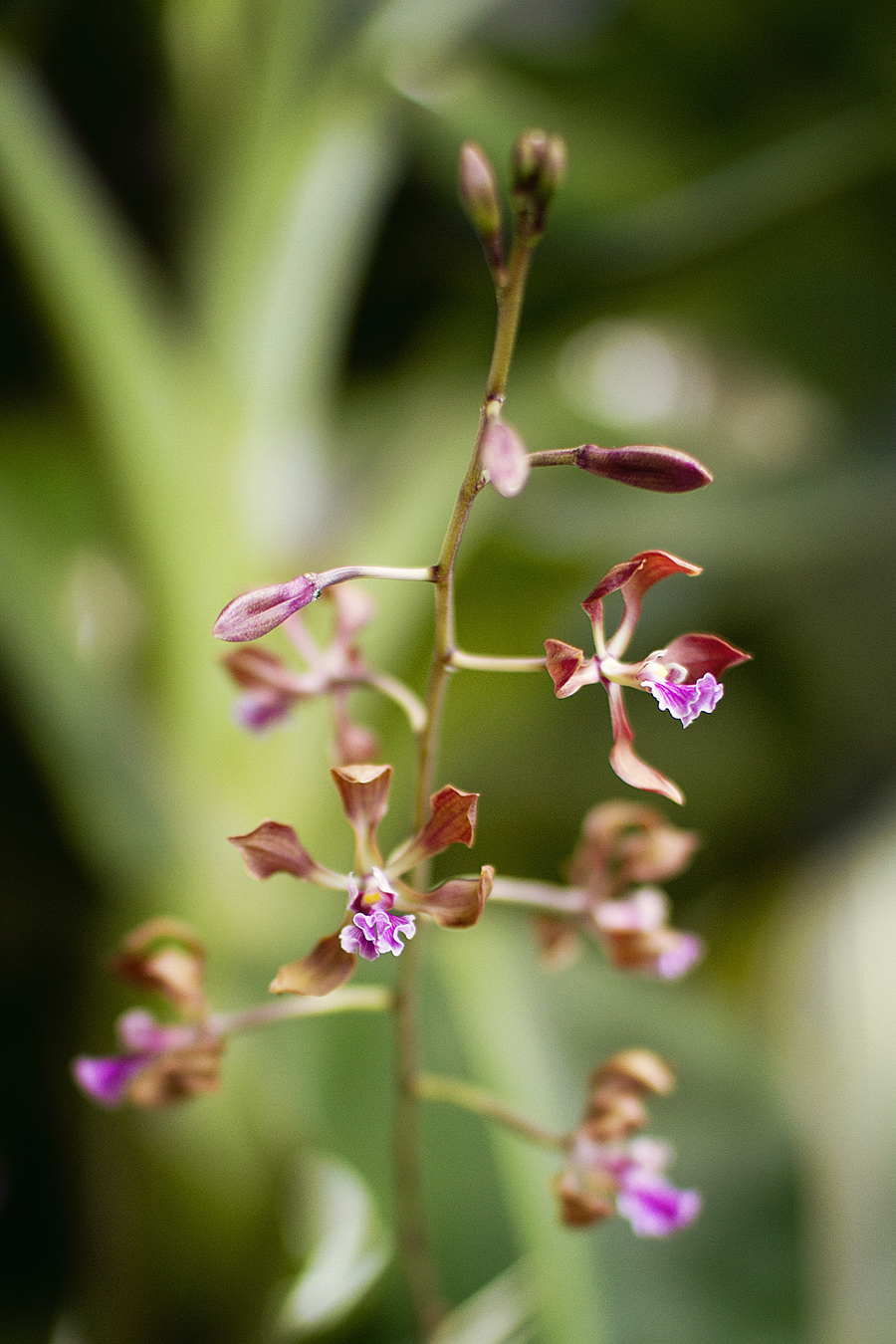 Orchids. My favorite flower. Which is saying a lot because I LOVE flowers. I mean stop-walking-because-I-see-a-gorgeous-bloom LOVE.