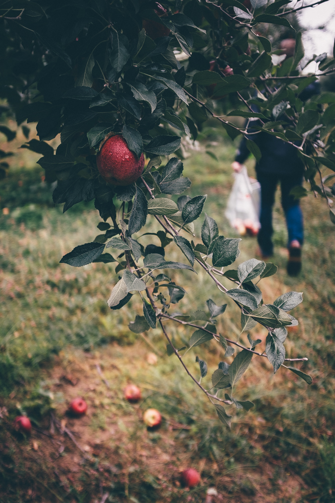Going on new adventures. This photo is from apple picking in Michigan!