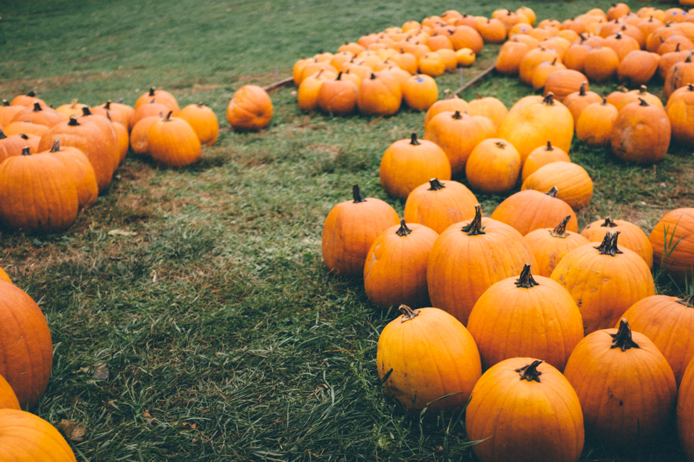 Halloween MIGHT be my favorite holiday. If it's not number one, it's definitely up there on the list.