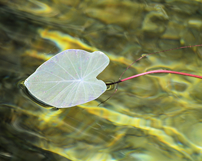 - photo by marie dudek brown