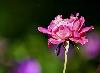 - photo by marie dudek brown