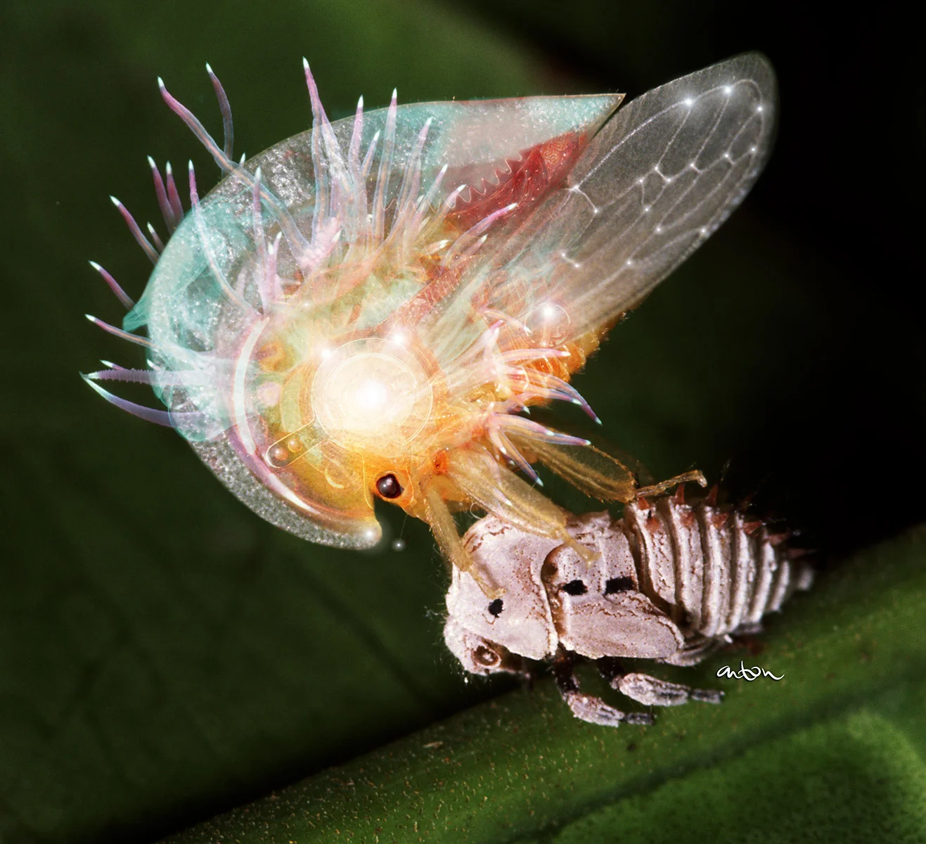 METAMORPH.jpg