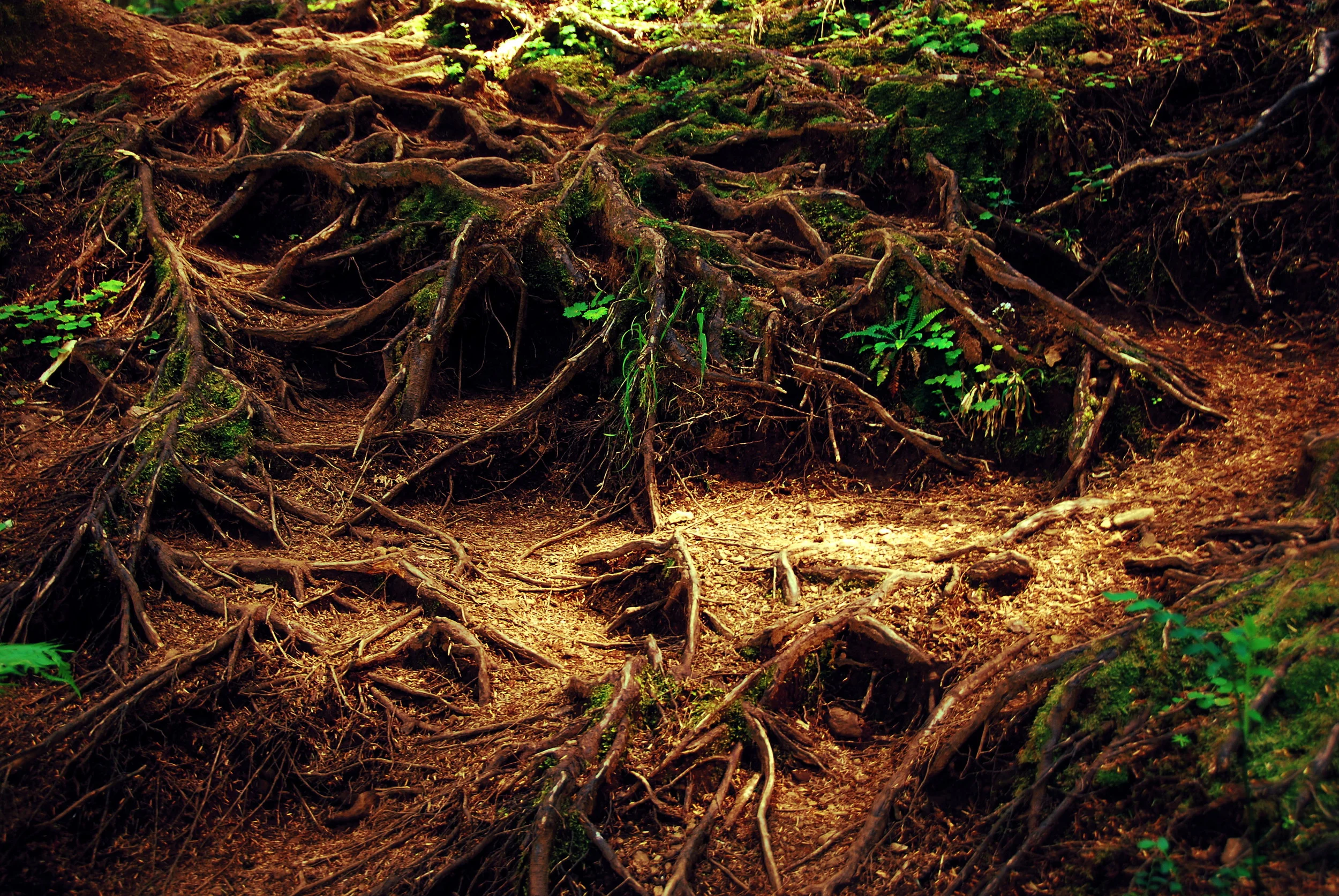 roots.JPG