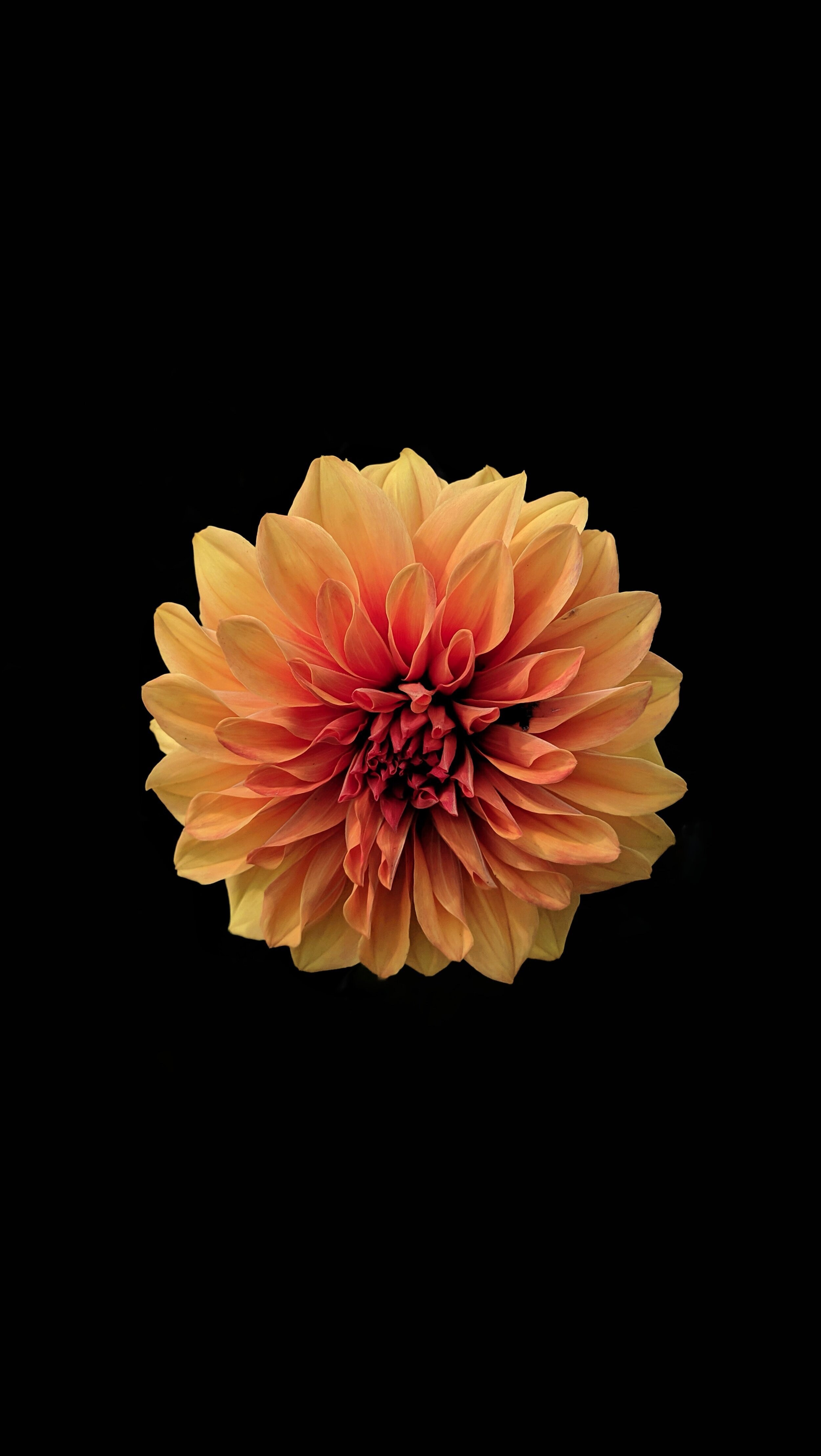 CALENDULA + MORINGA