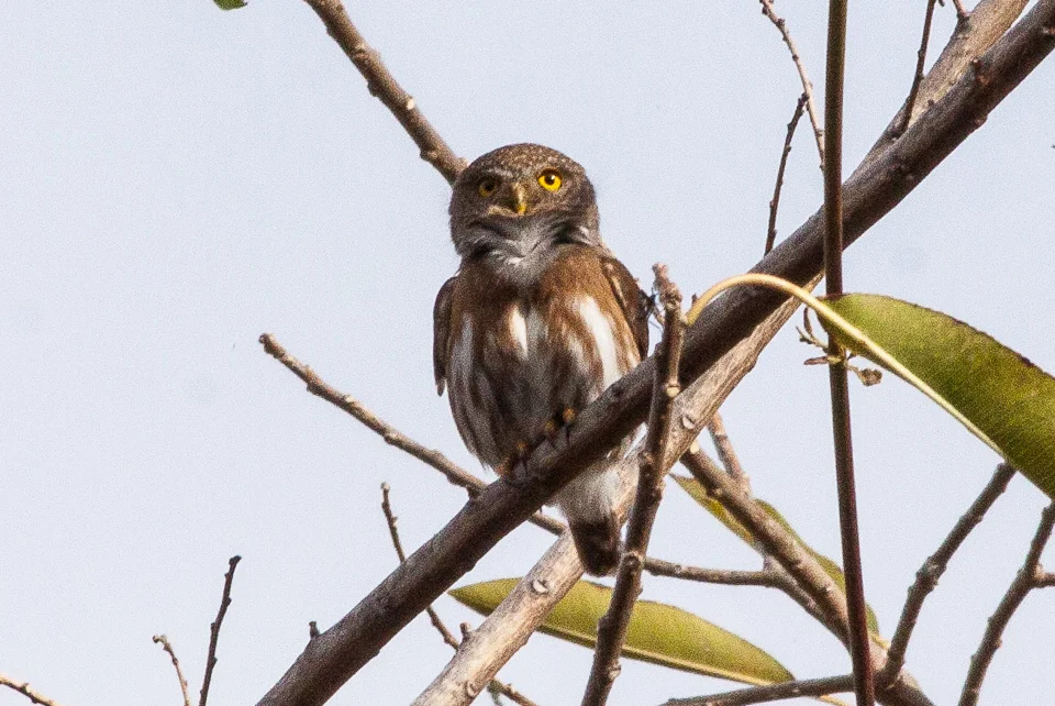 Colima_Pygmy_Owl.jpg