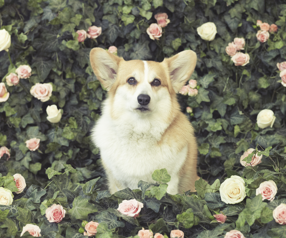 TartineTheCorgi_110.jpg