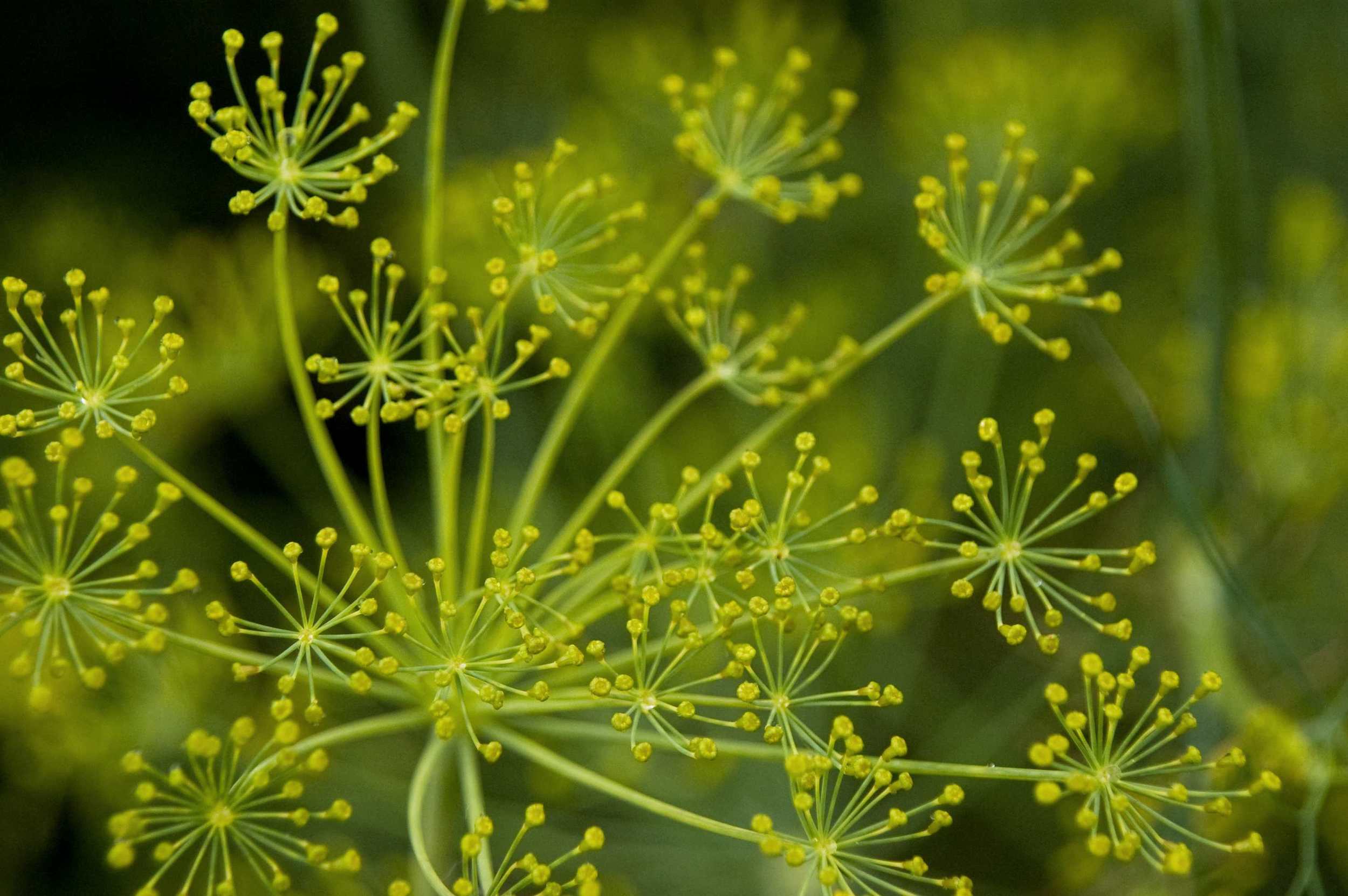 Dill flower in bloom