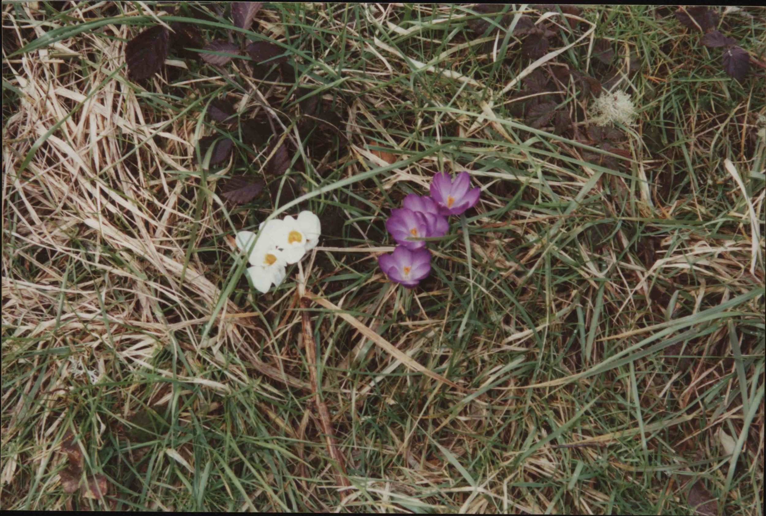 crocuses