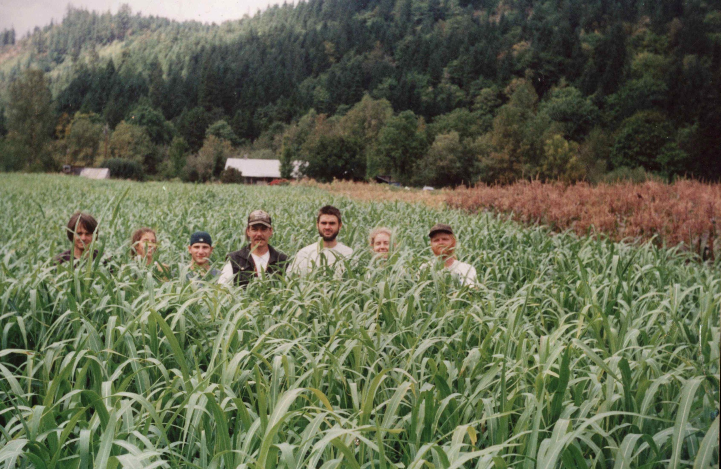 Crew standing in the sudan grass cover crop