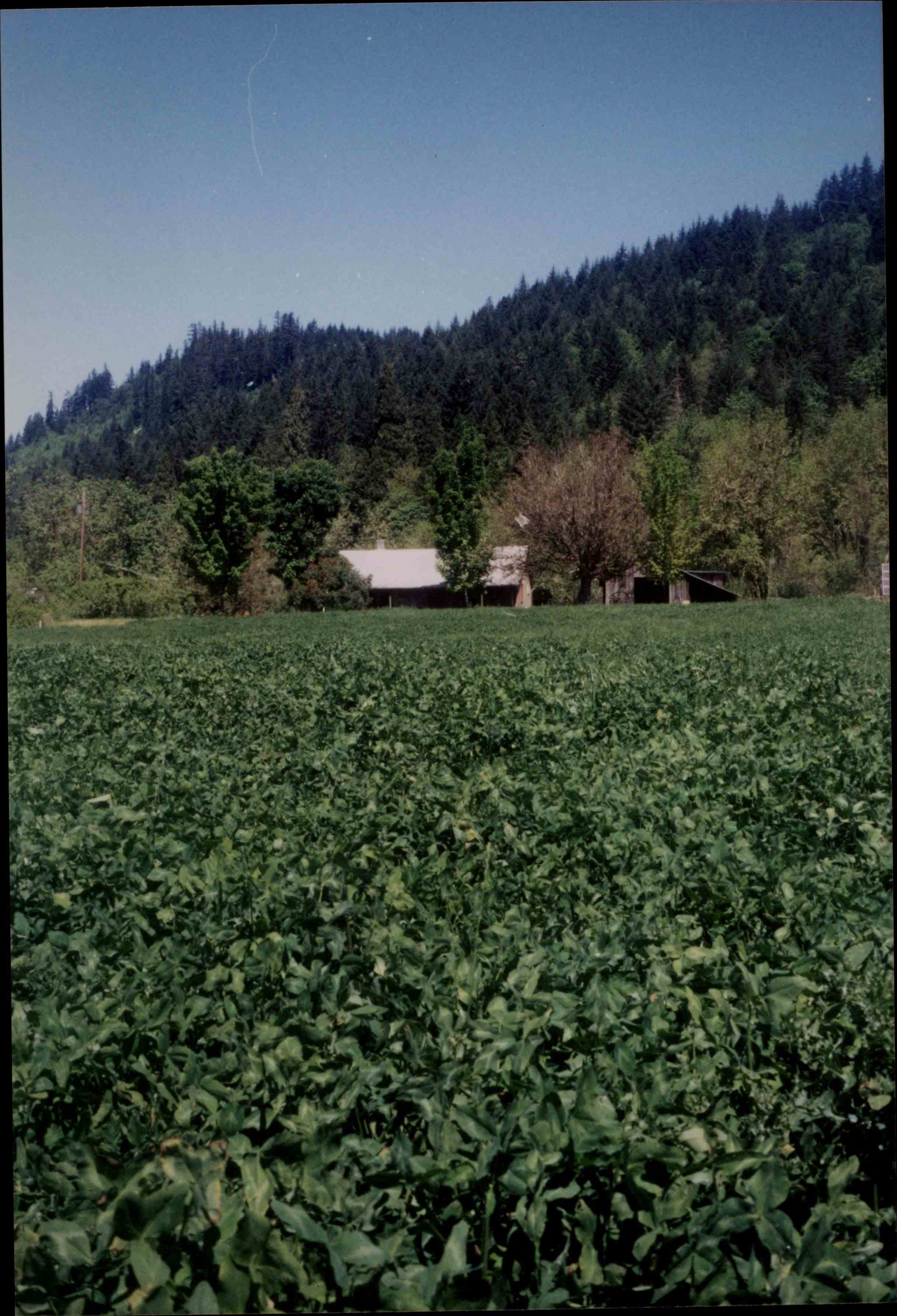 Clover cover crop