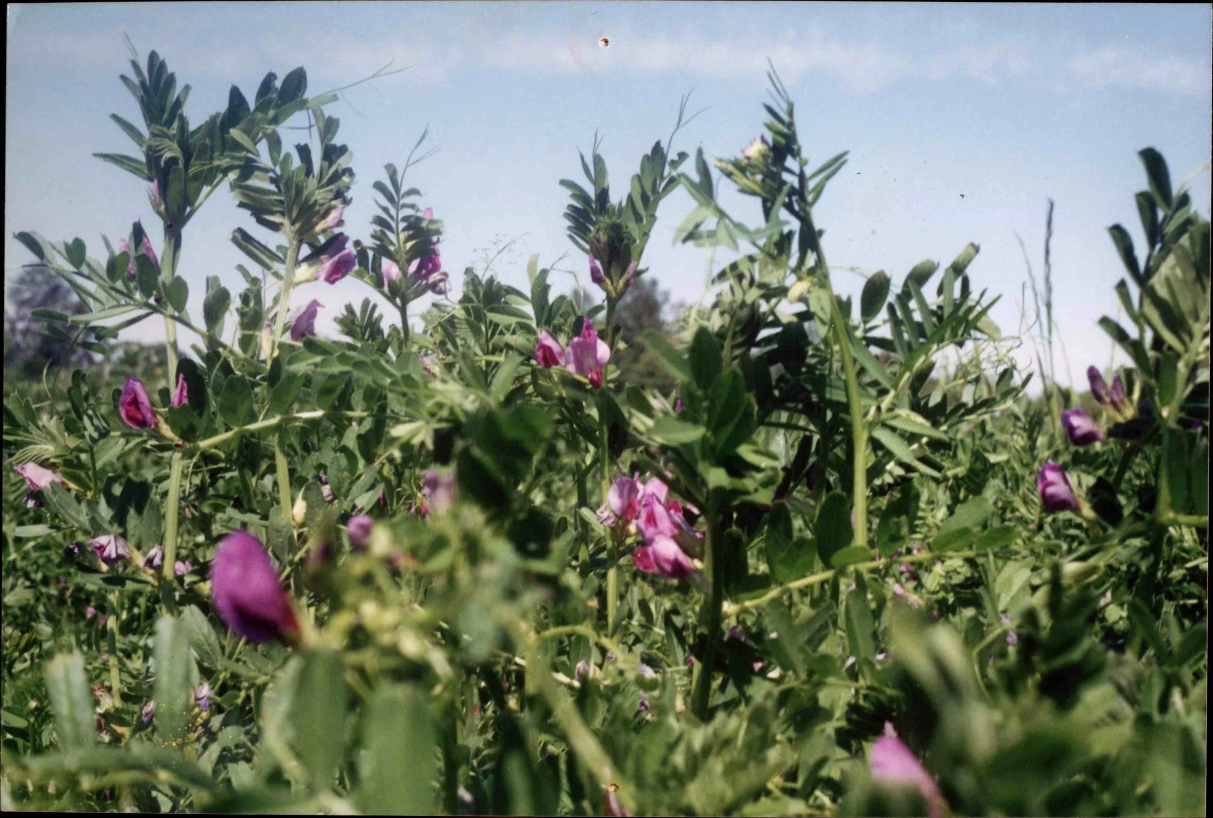 Vetch cover crop.