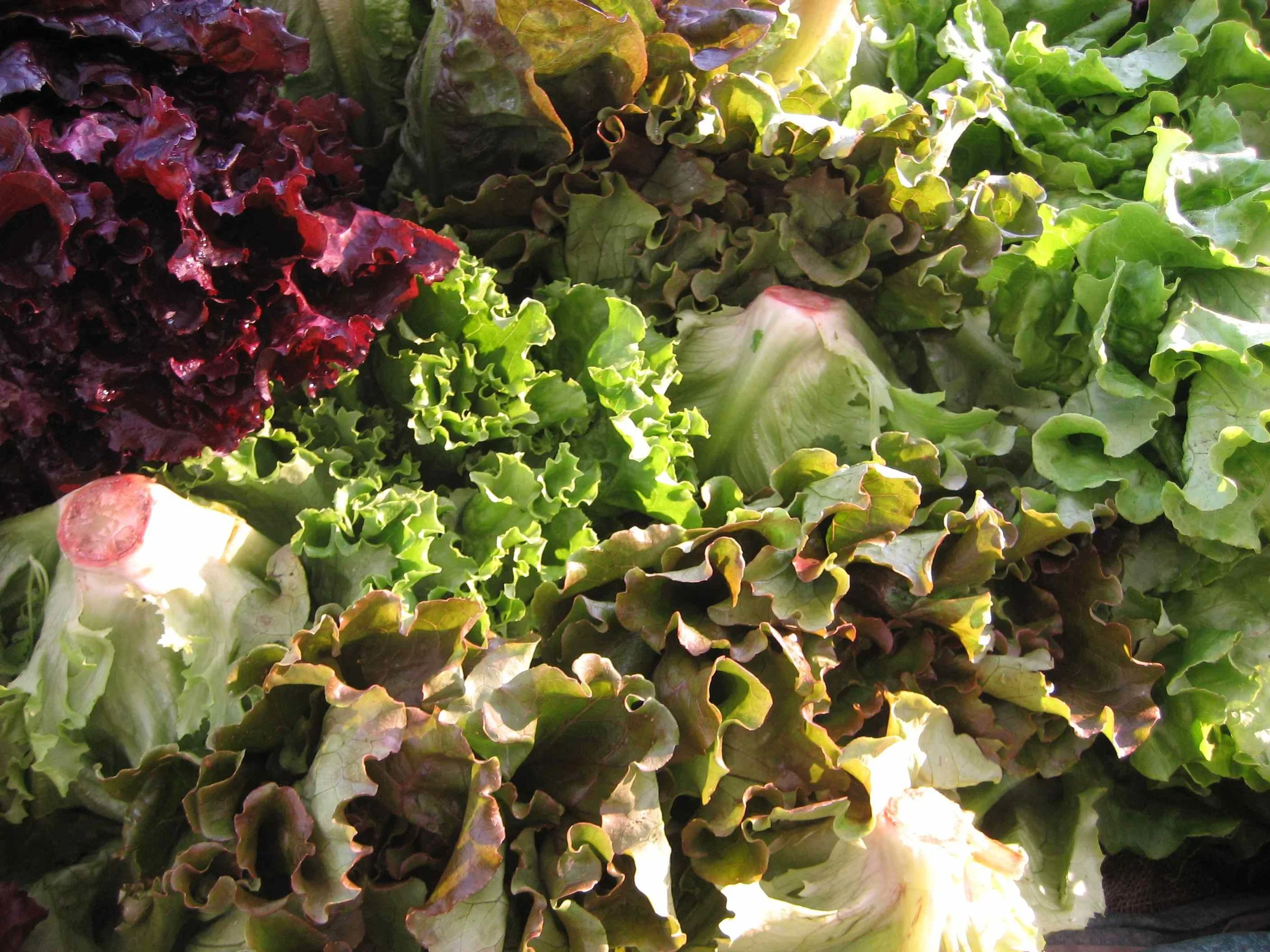 lettuce.jpg