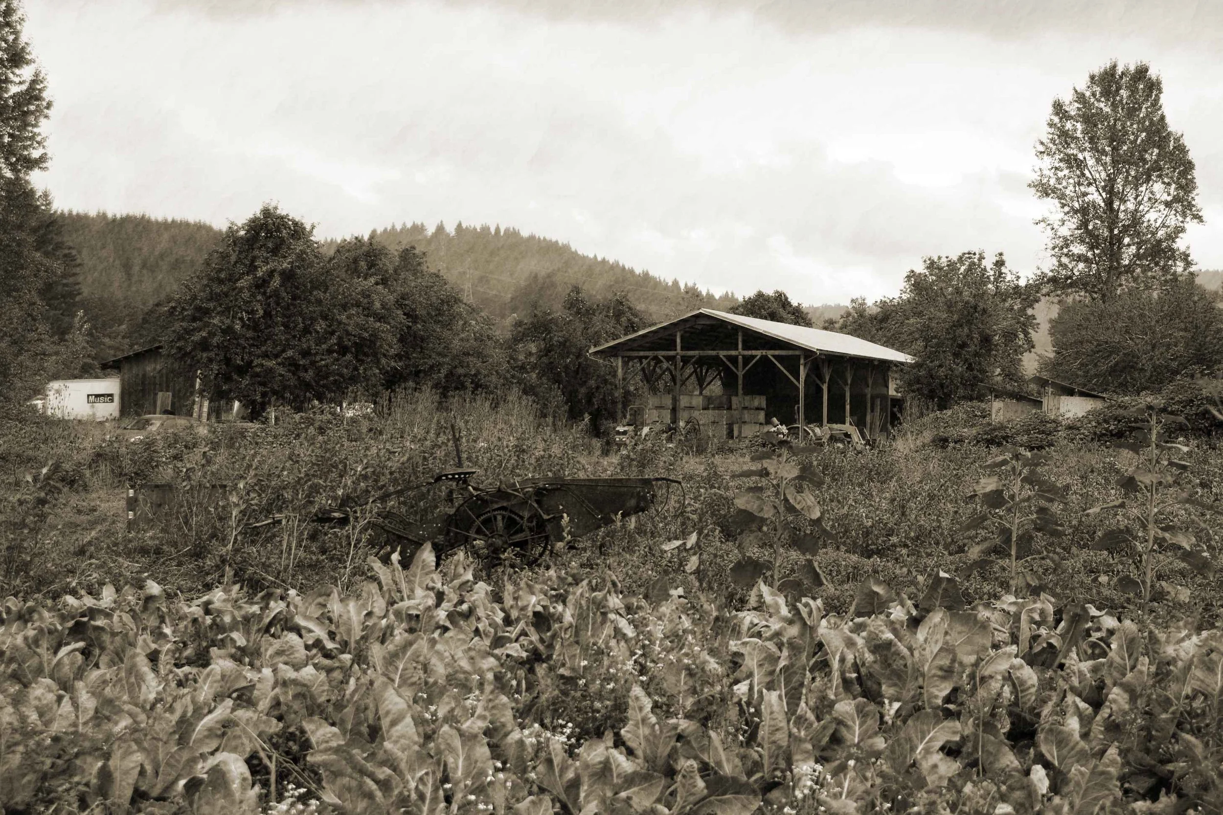 b&w pastoral.jpg