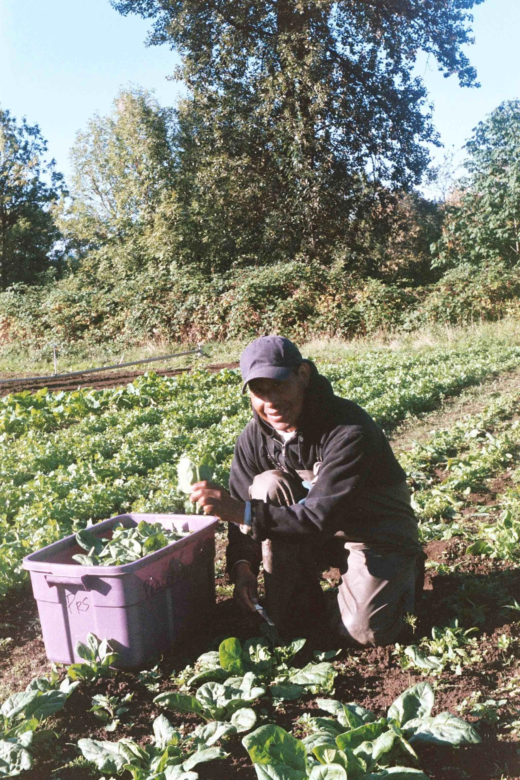 Simon spinach.jpg