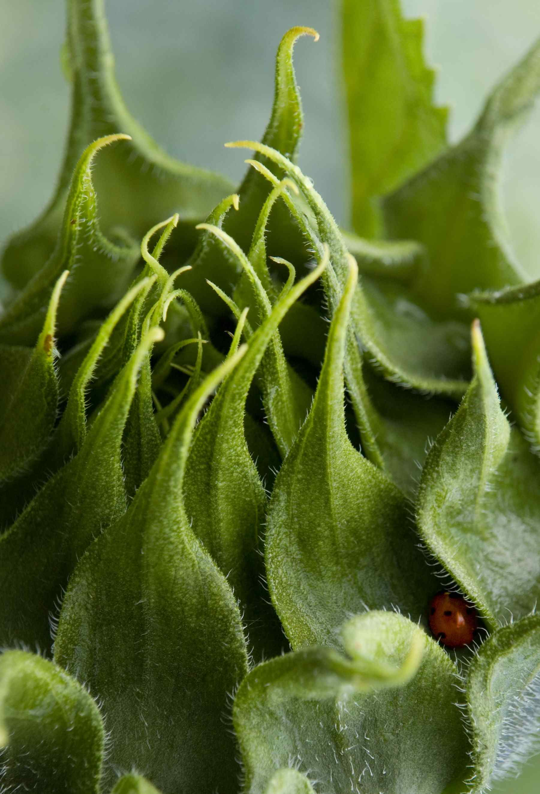 ladybird sunflower.jpg