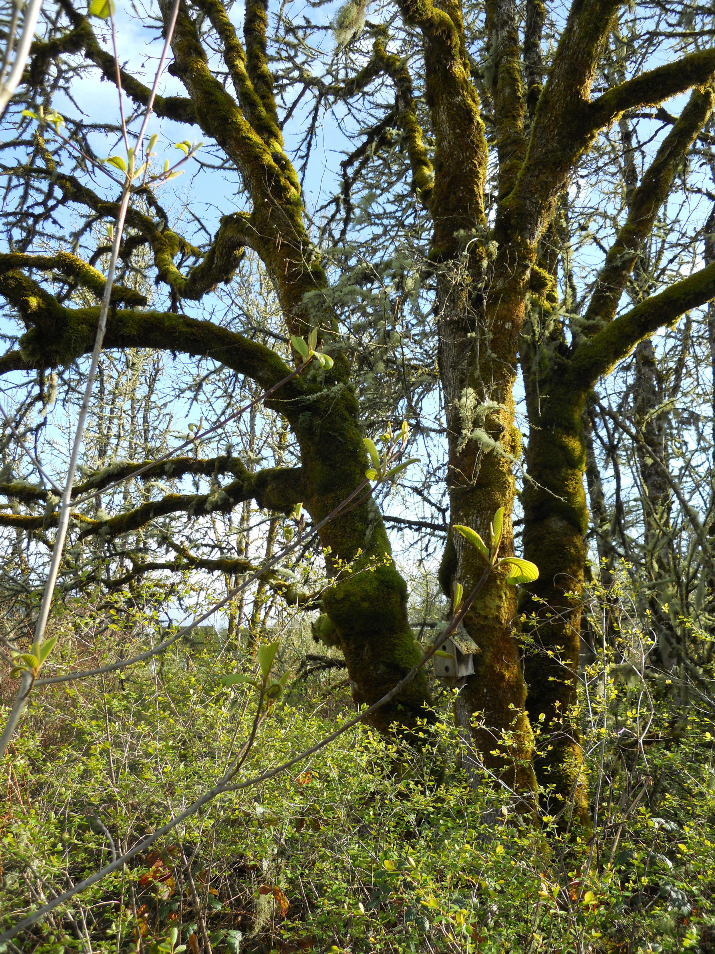  A community of life by the creek in the foreground, a young cascara tree.&nbsp; In the middle, snowberry bushes.&nbsp; In the background, a great oak tree with a birdhouse mounted on the trunk. 