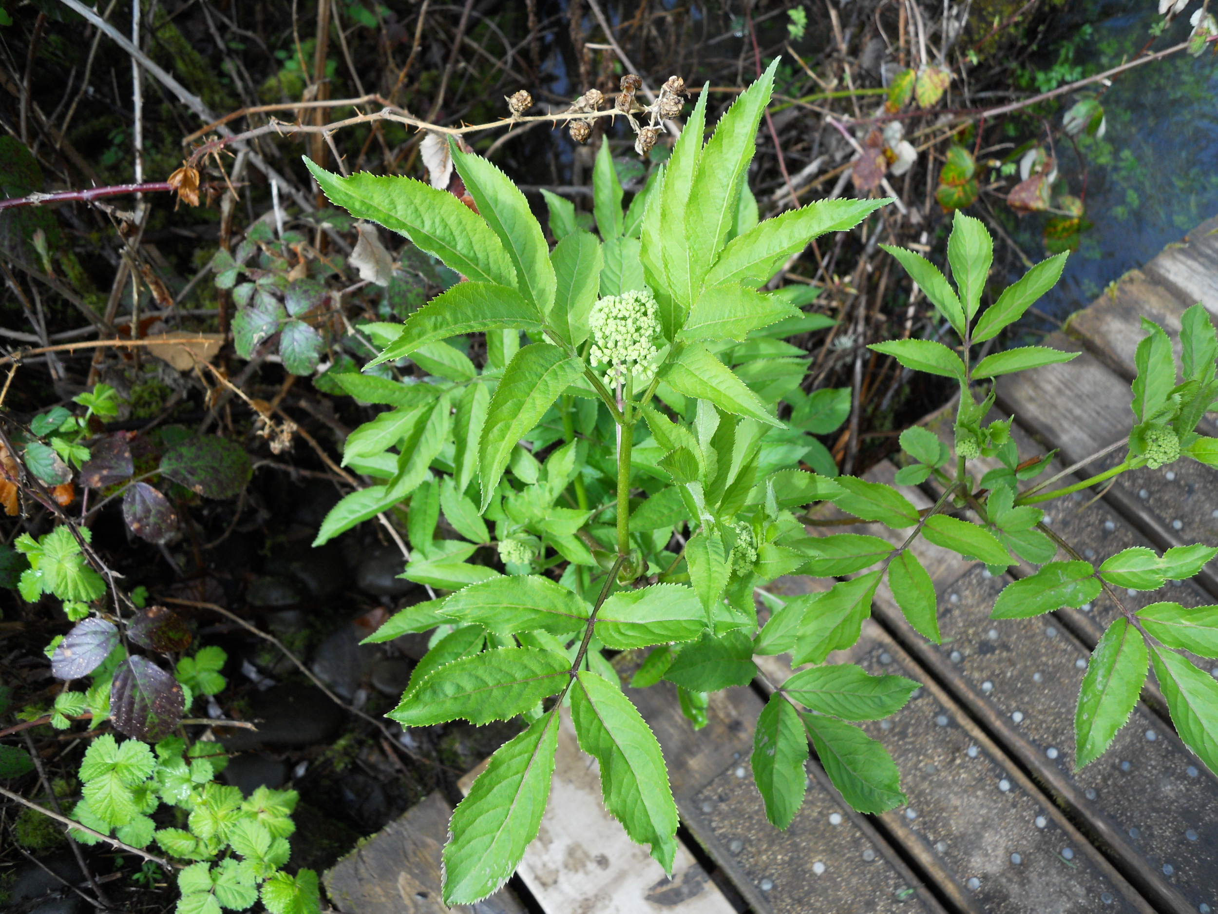  Elderberry by the bridge. 