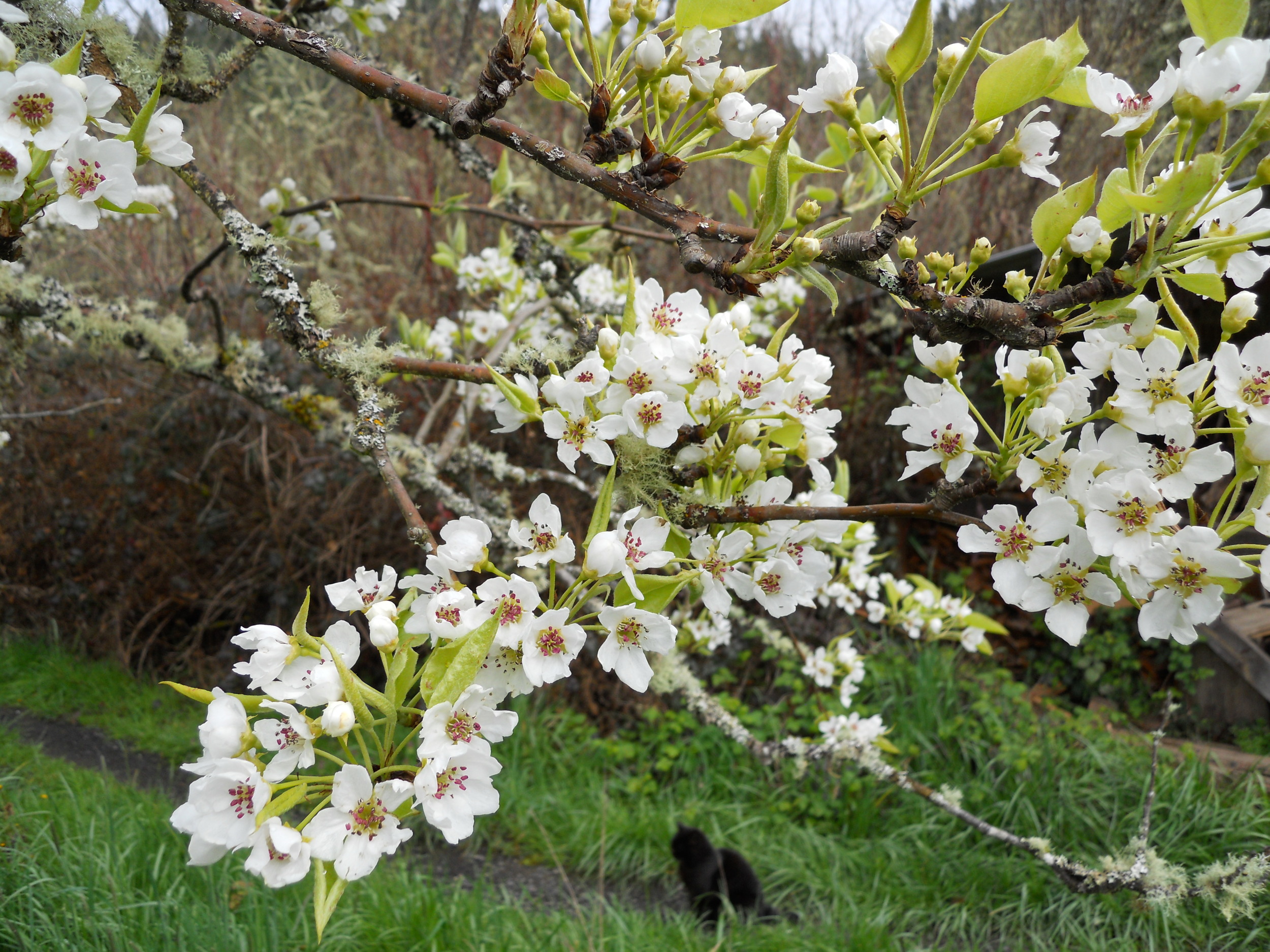  Asian pear blossoms. 