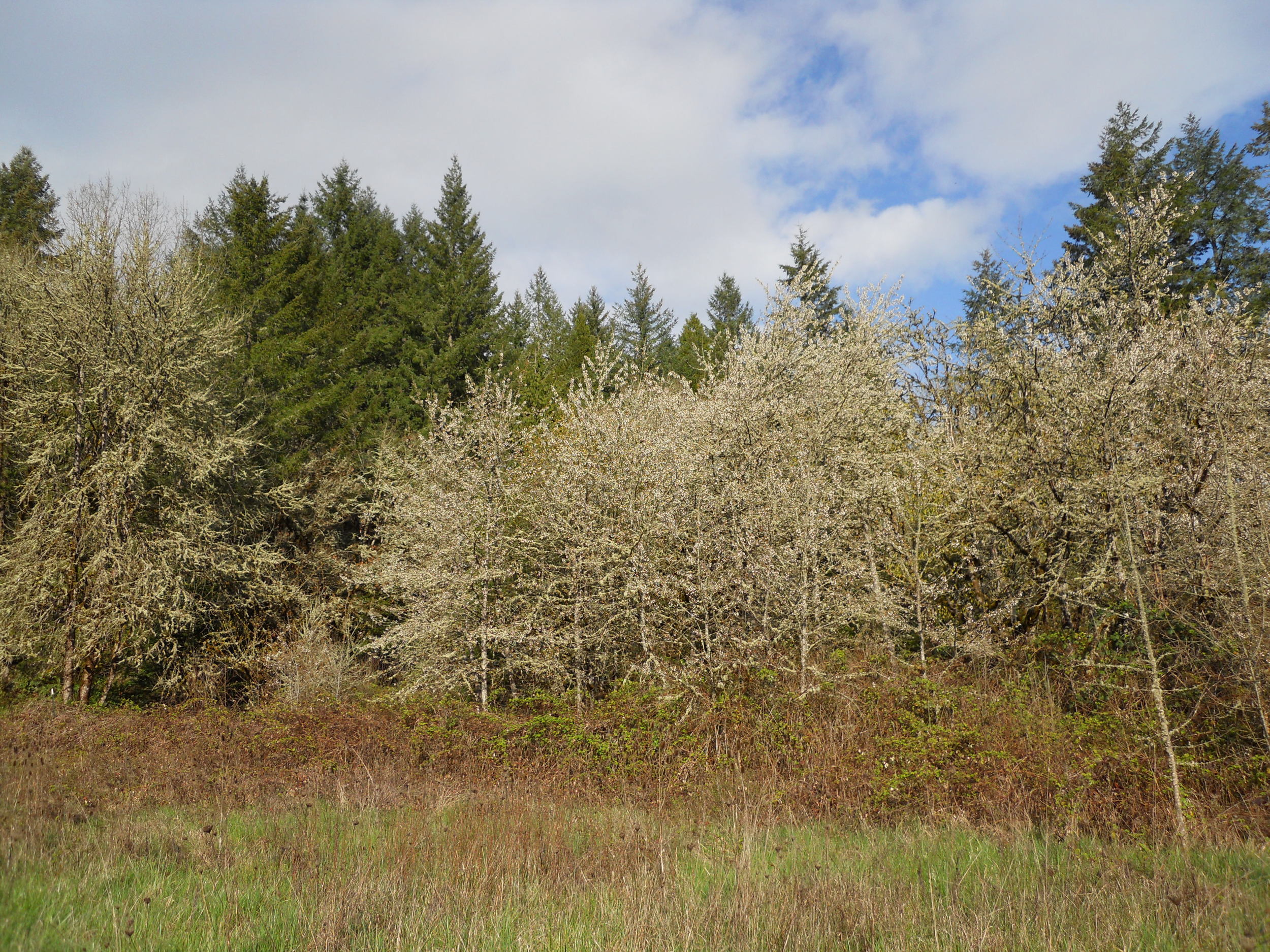  A grove of wild cherry trees at the base of the butte in bloom. 