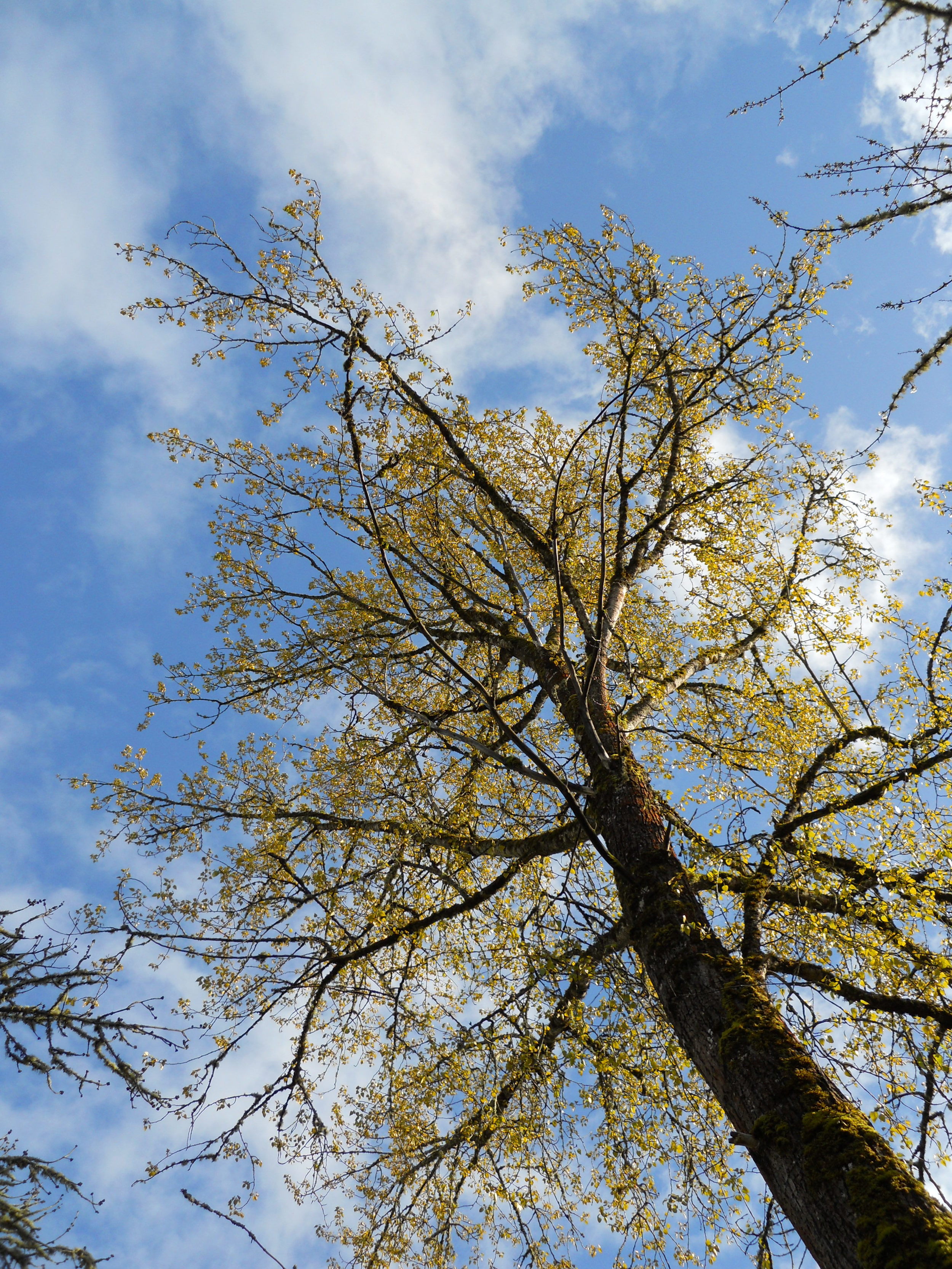  This cottonwood at the culvert may be over a hundred feet tall.&nbsp; We have selectively thinned some of the cottonwoods growing adjacent to crop fields, since they cast too much shade for the vegetables.&nbsp; But in the riparian area there are pl