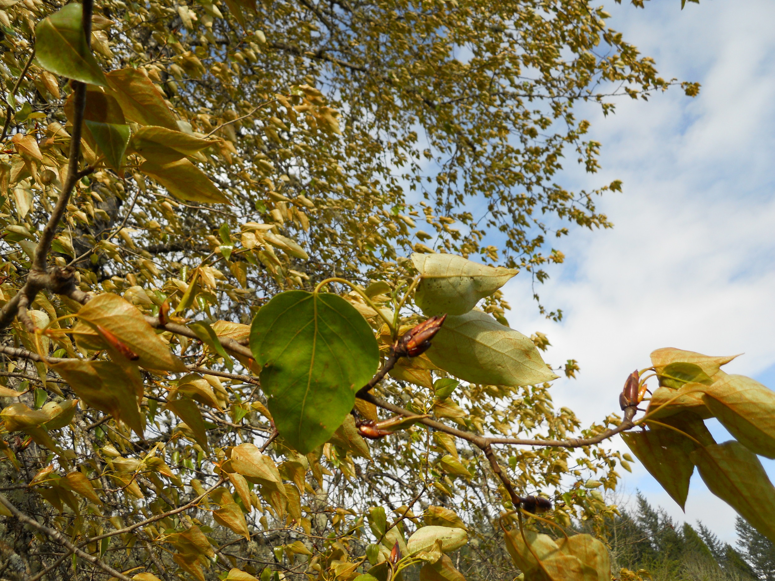  New cottonwood buds are sticky and smell like sun-warmed honeycomb. 