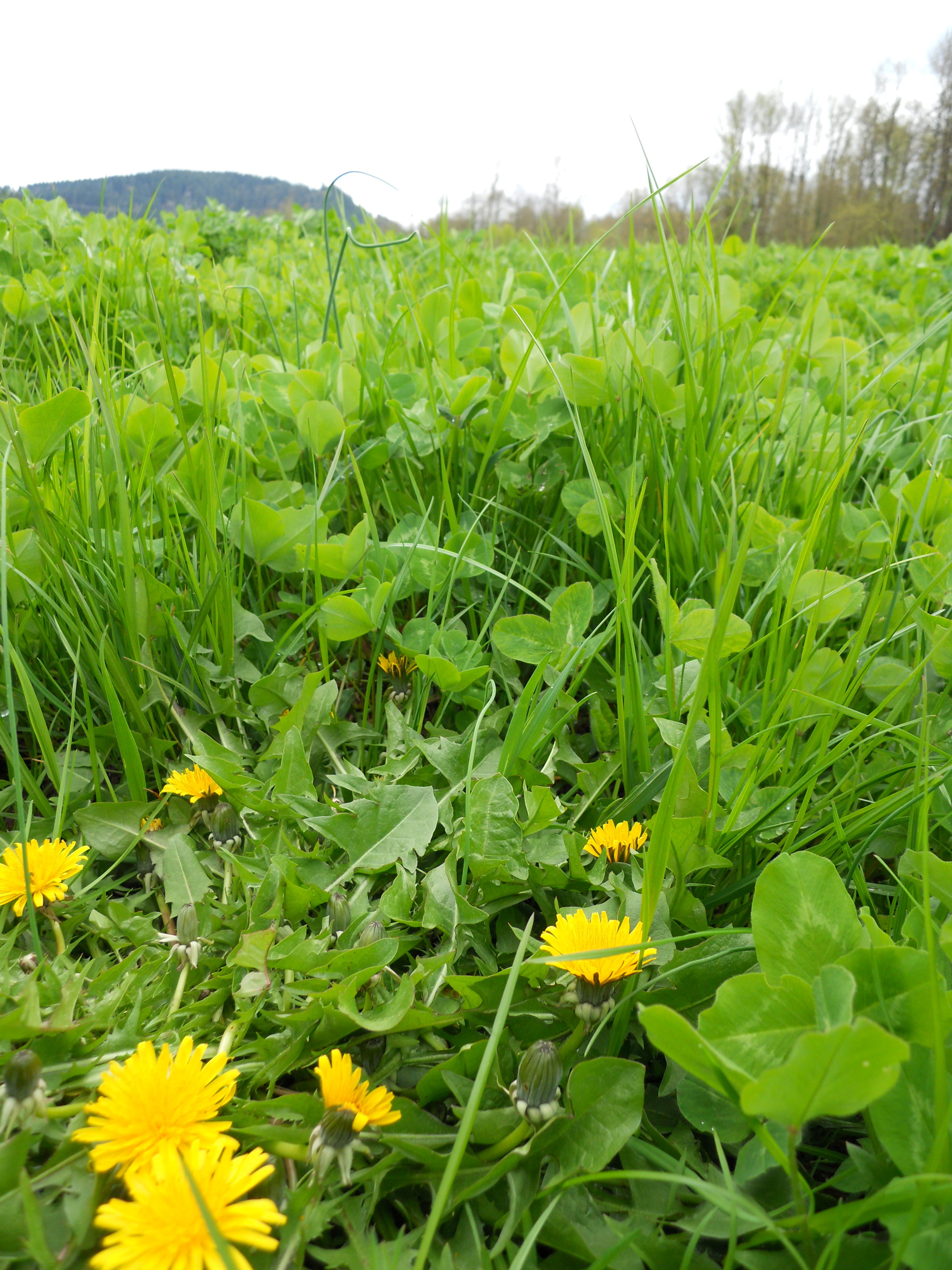  Even our cover crops are a polyculture.&nbsp; Here, a clover and rye pasture mix is studded with occasional dandelions and wild onions. 