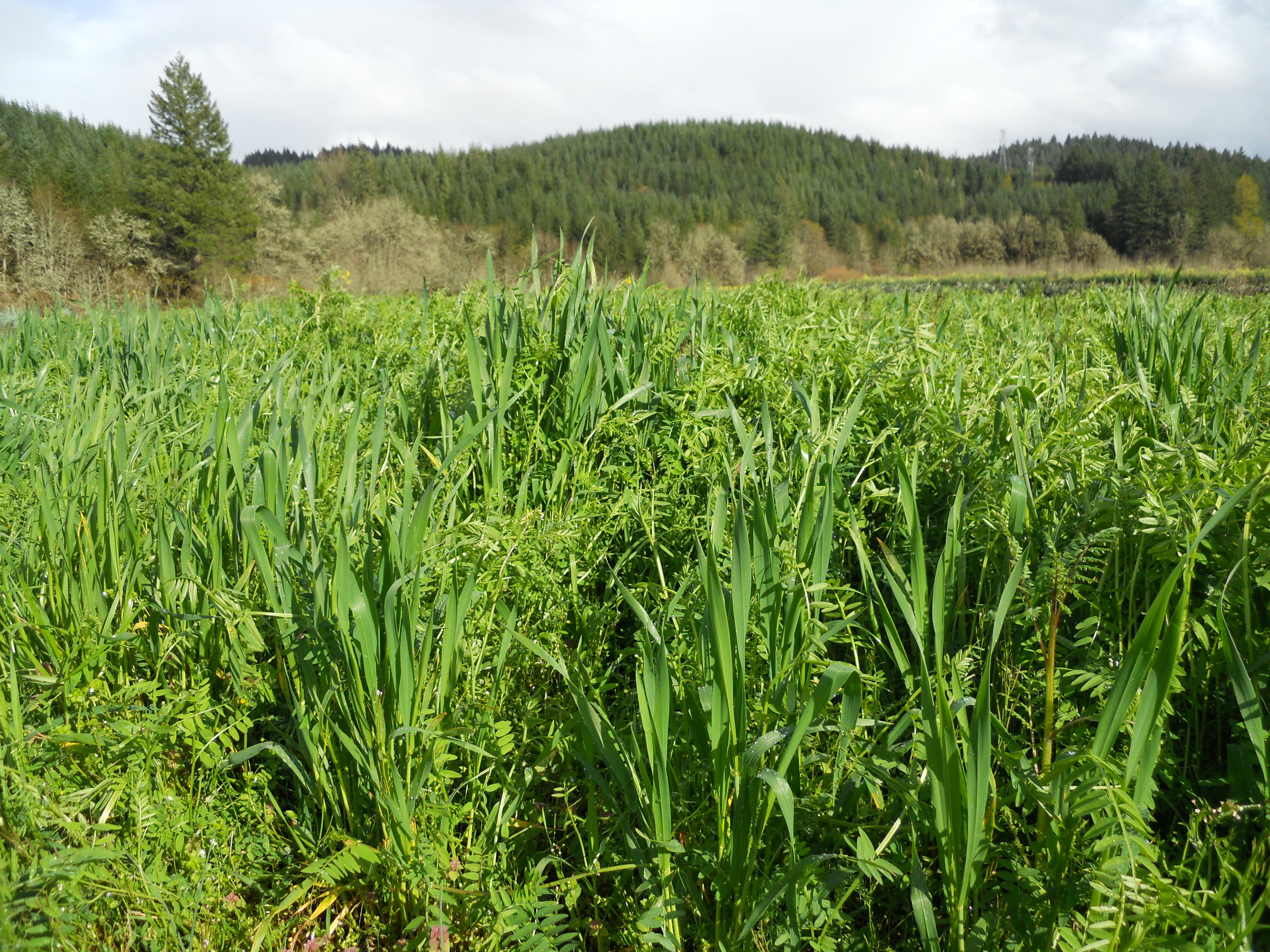  Growing a grass and a legume together in a cover crop mix enhances each plant's usefulness.&nbsp; The wheat and vetch compete, inspiring each plant to grow taller than it would alone, and the wheat provides a trellis for the vetch. 