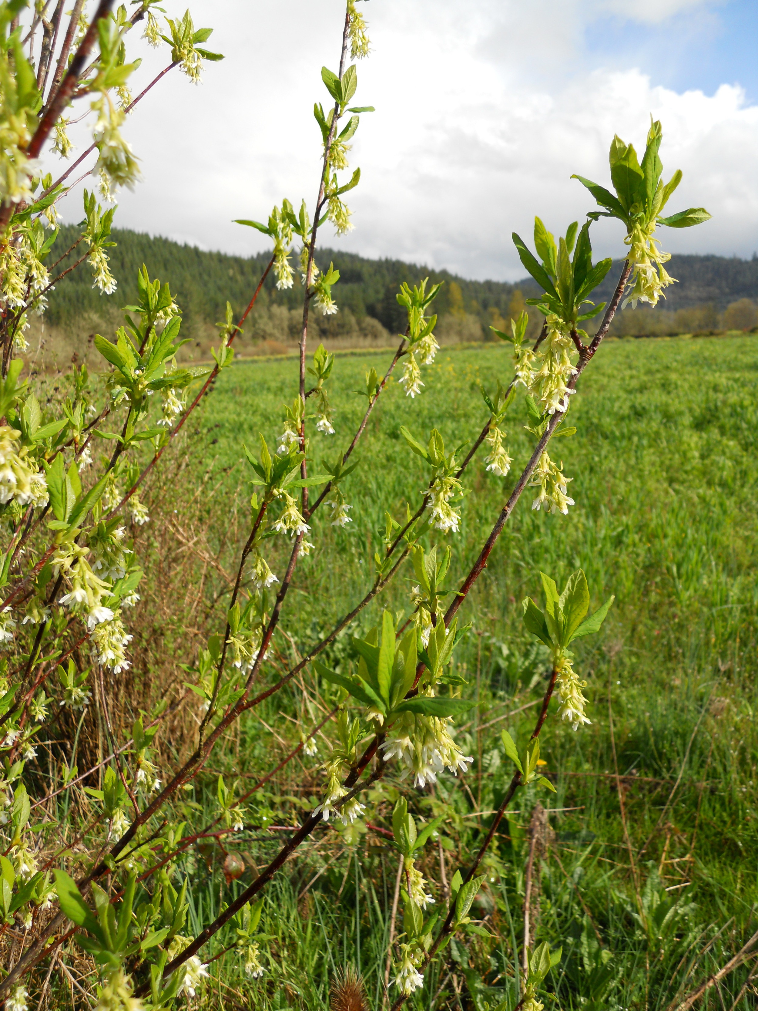  Indian plum. 