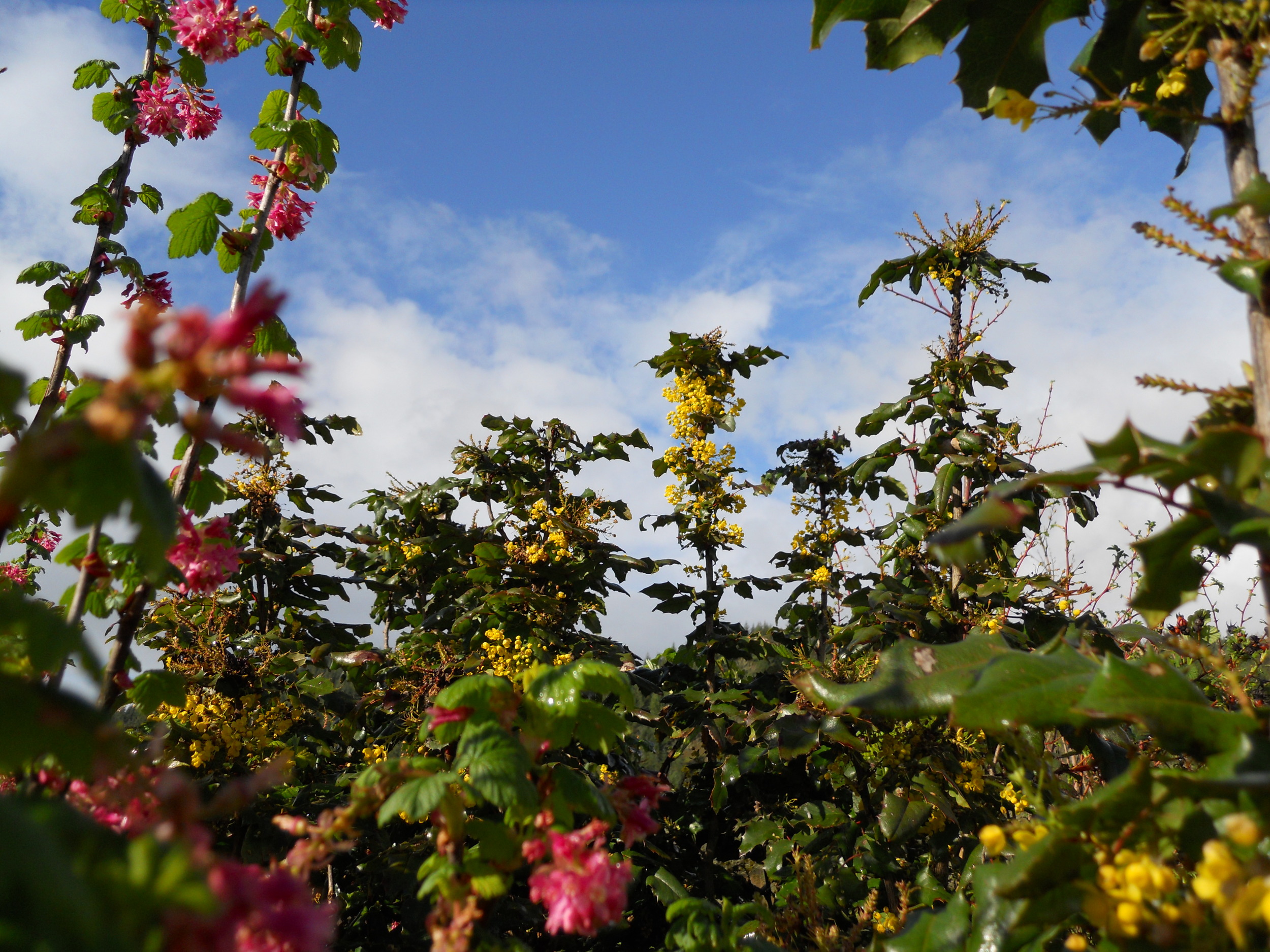  Red currant and Oregon grape. 