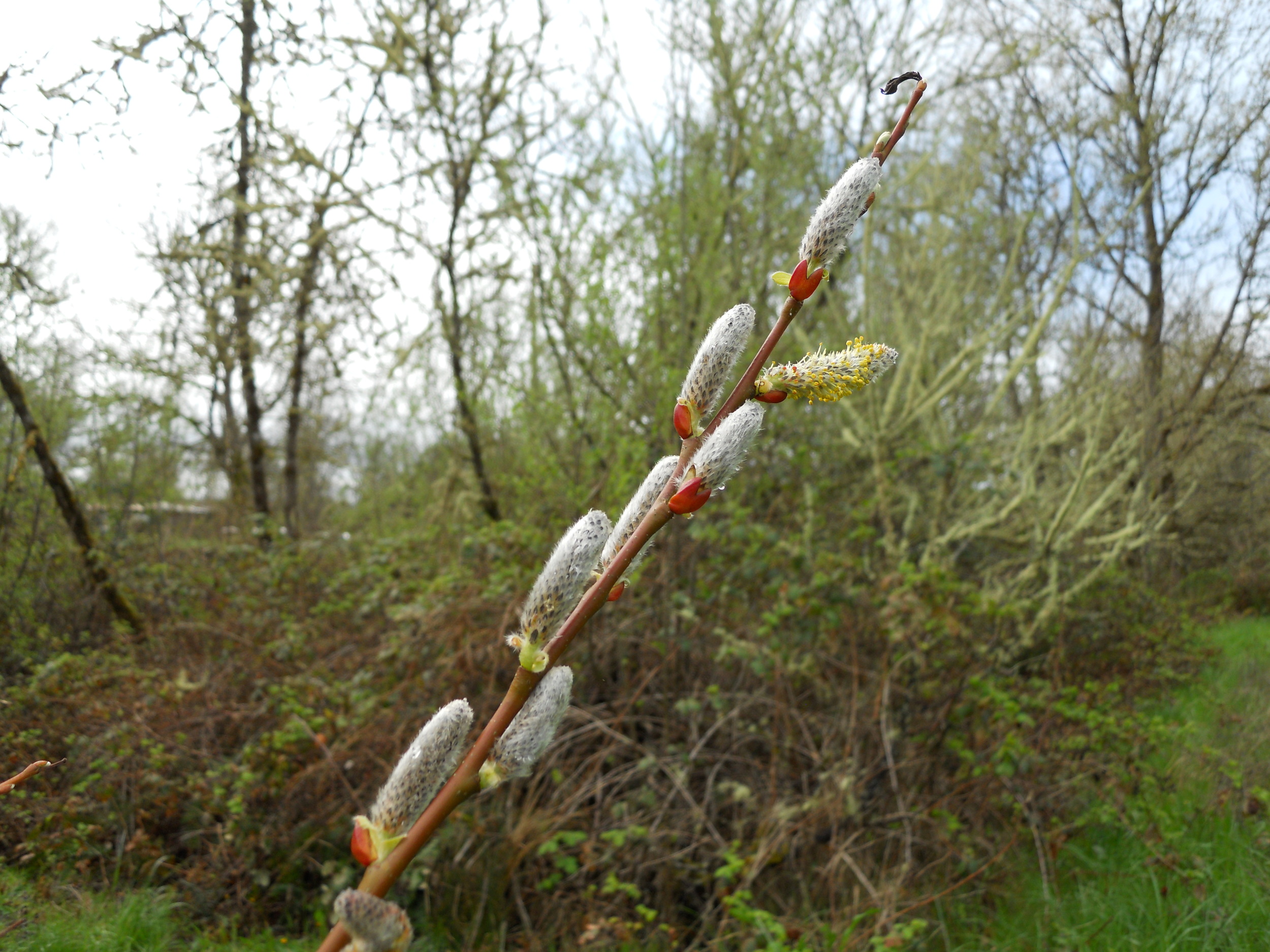  Pussy willow. 