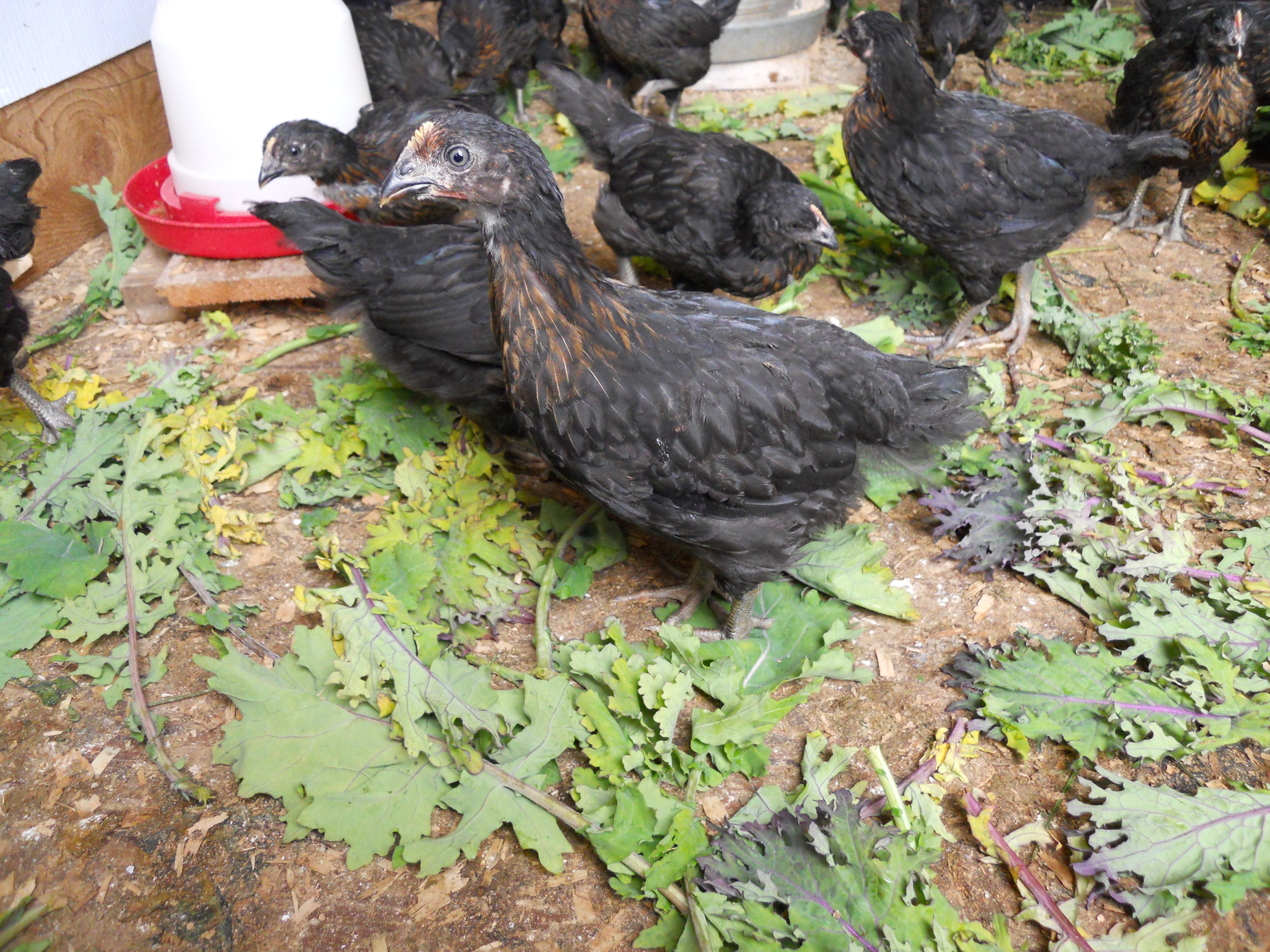  Fully fledged: all of this bird's baby fluff has given way to new feathers. 