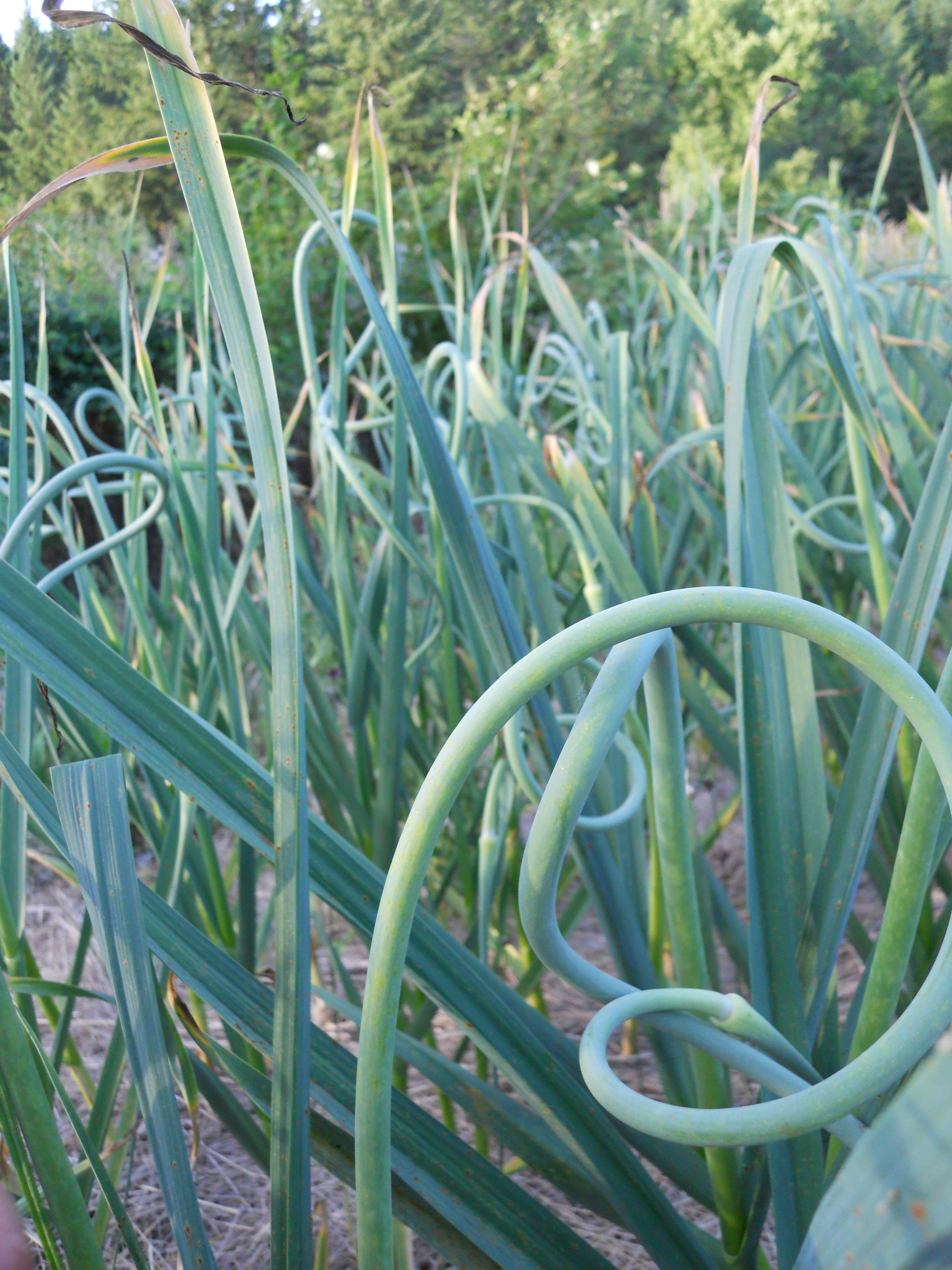 13 garlic whistles look a lot like crazy straws.JPG
