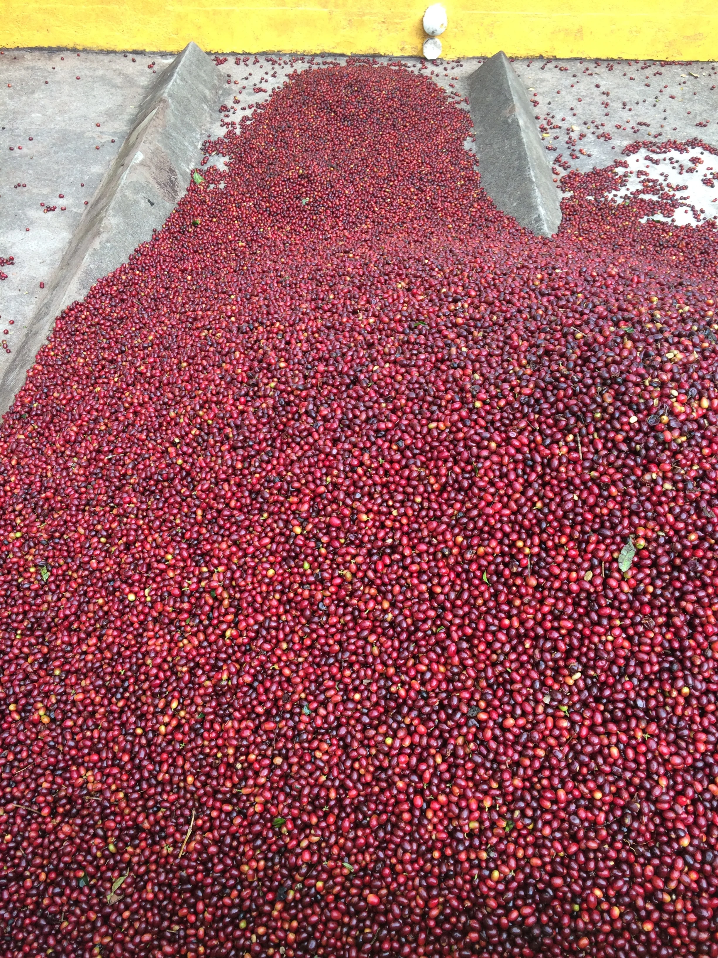 Coffee Cherries delivered to the mill.