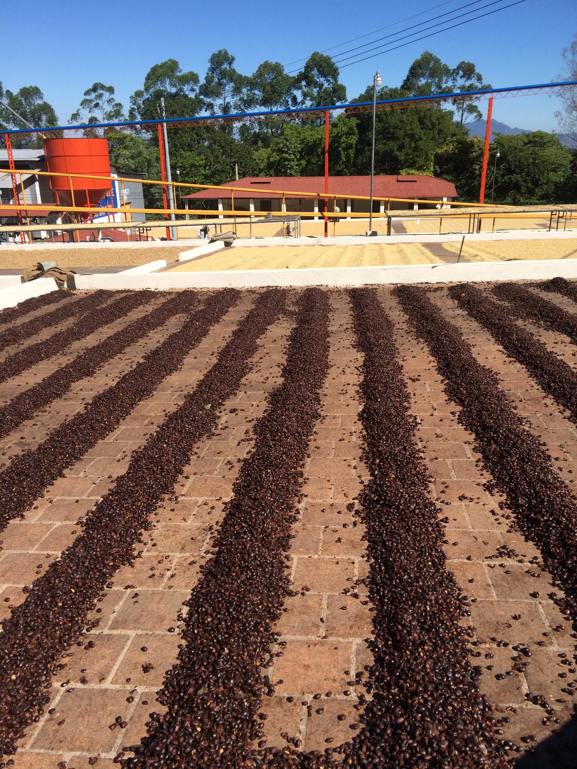 Cascara drying on a patio.