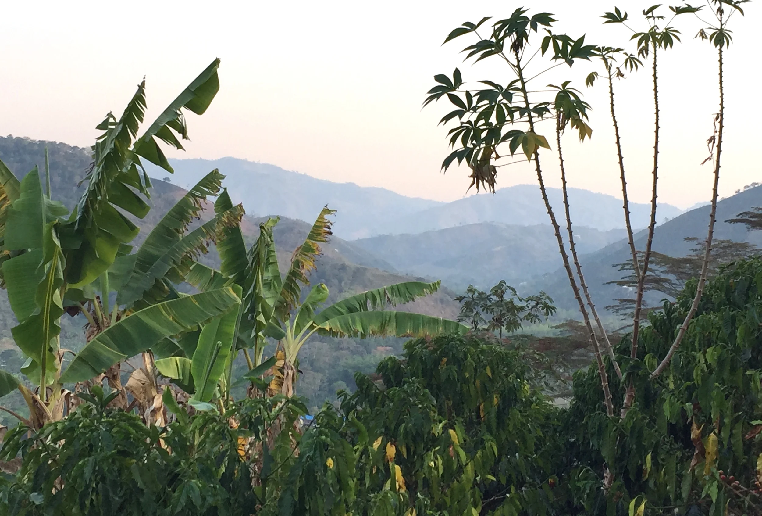 Finca Los Lagos, Producer Manuel Rojas