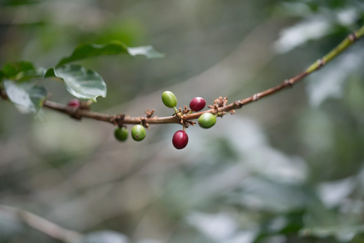 Evans Brothers Coffee