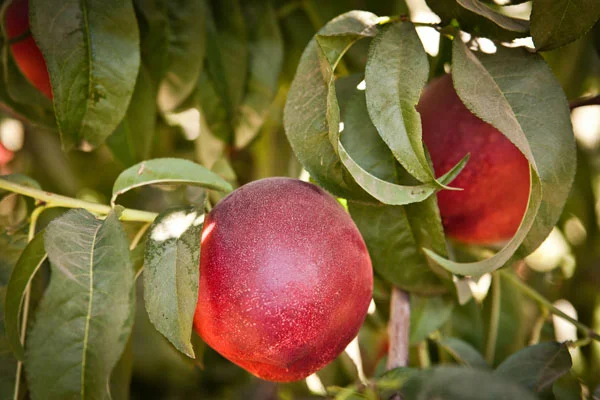 A Nature's Partner DulceVida white nectarine. Click here to download high resolution image.