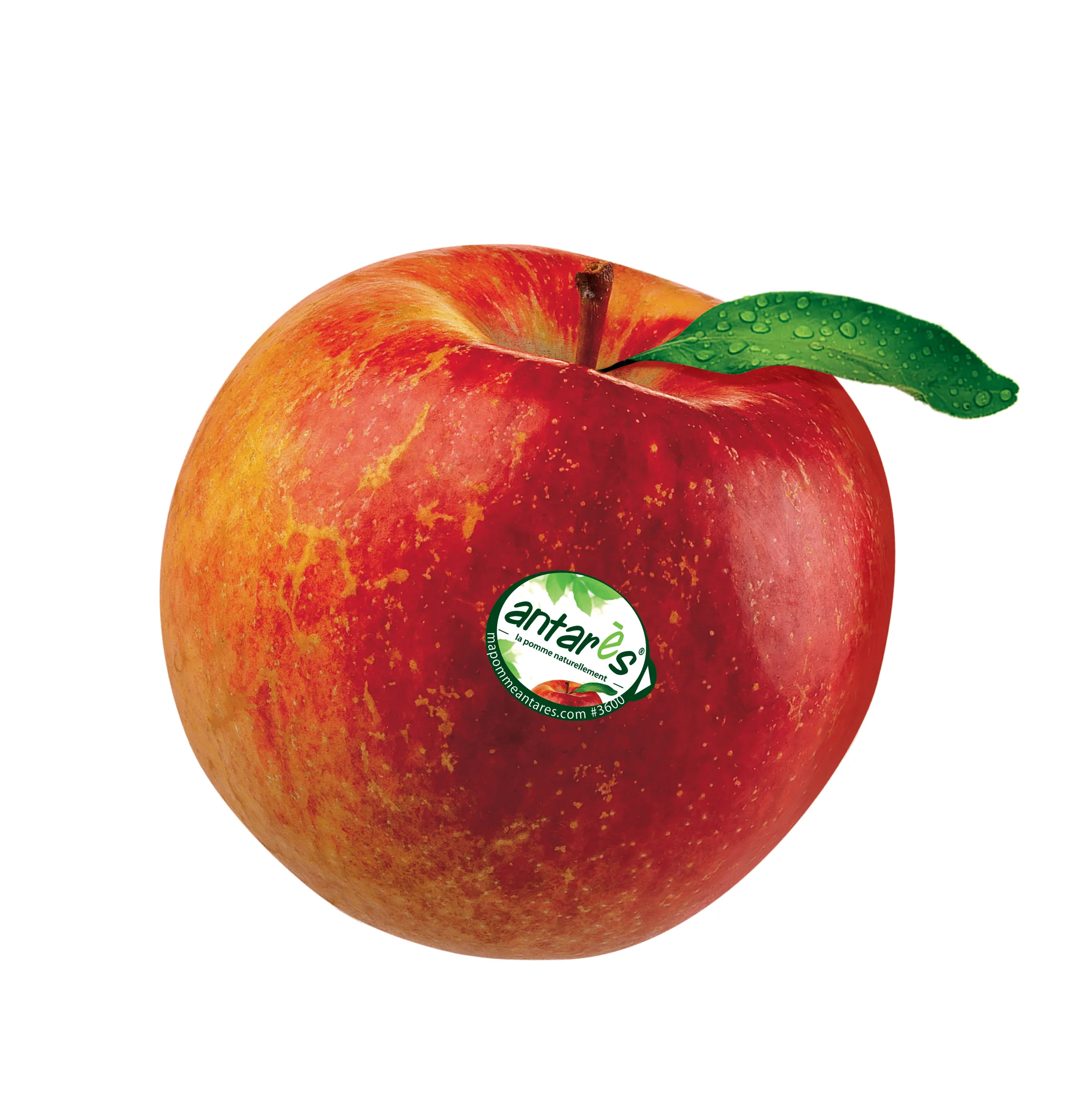 Antarès apple from France. Click to download high resolution image.